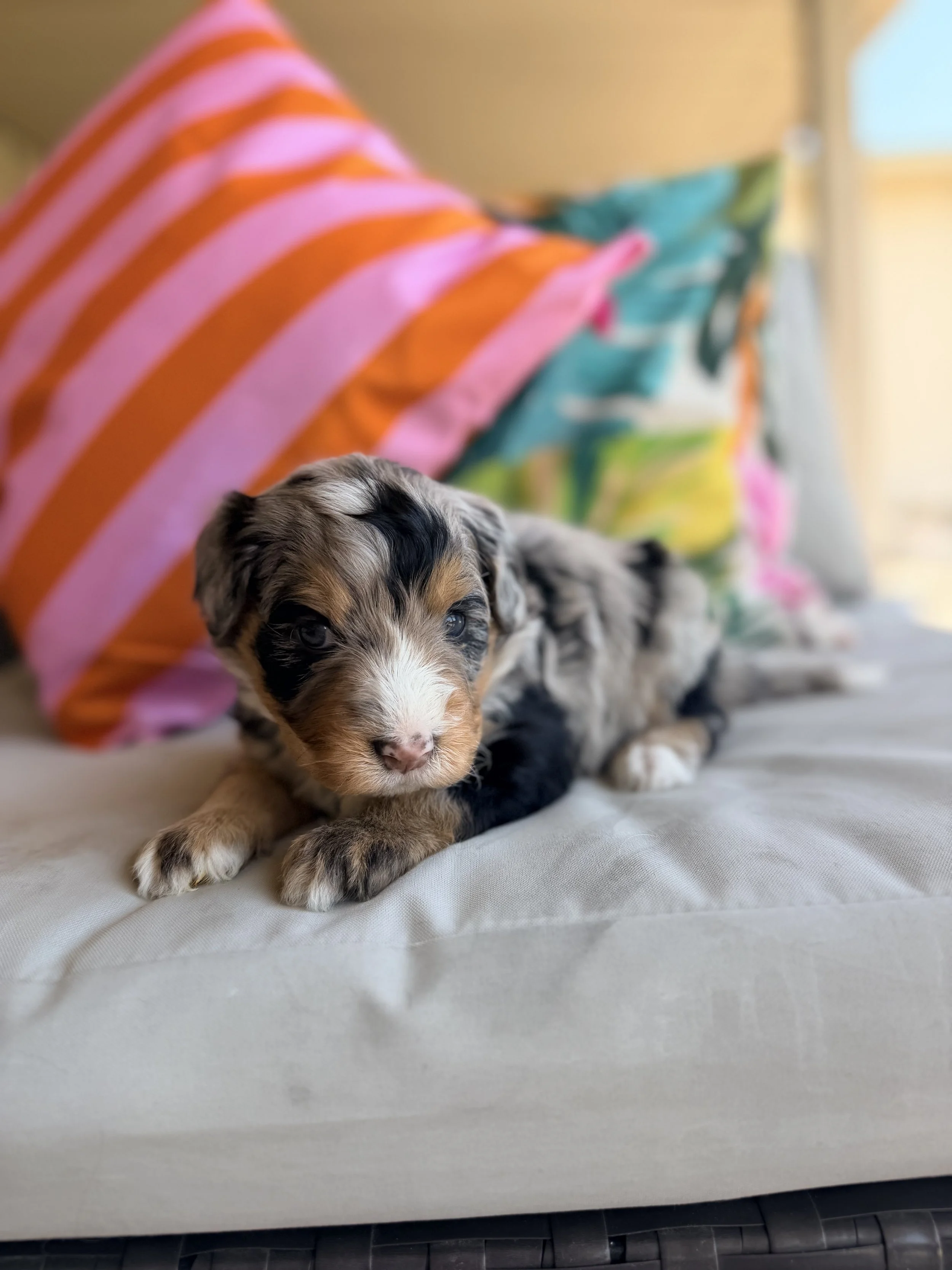 Lucy (female)
