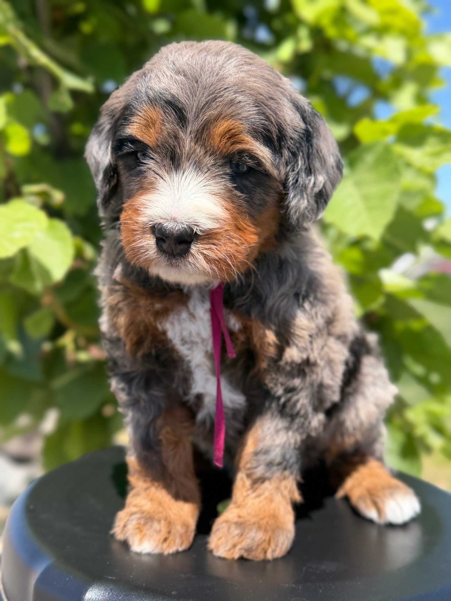 Sandy (female)