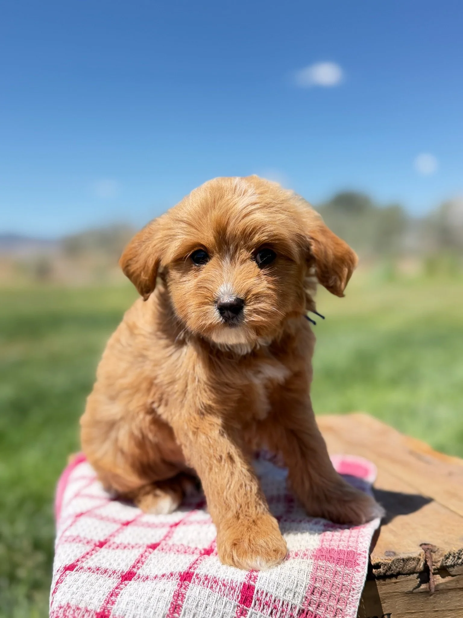 Porter (male)