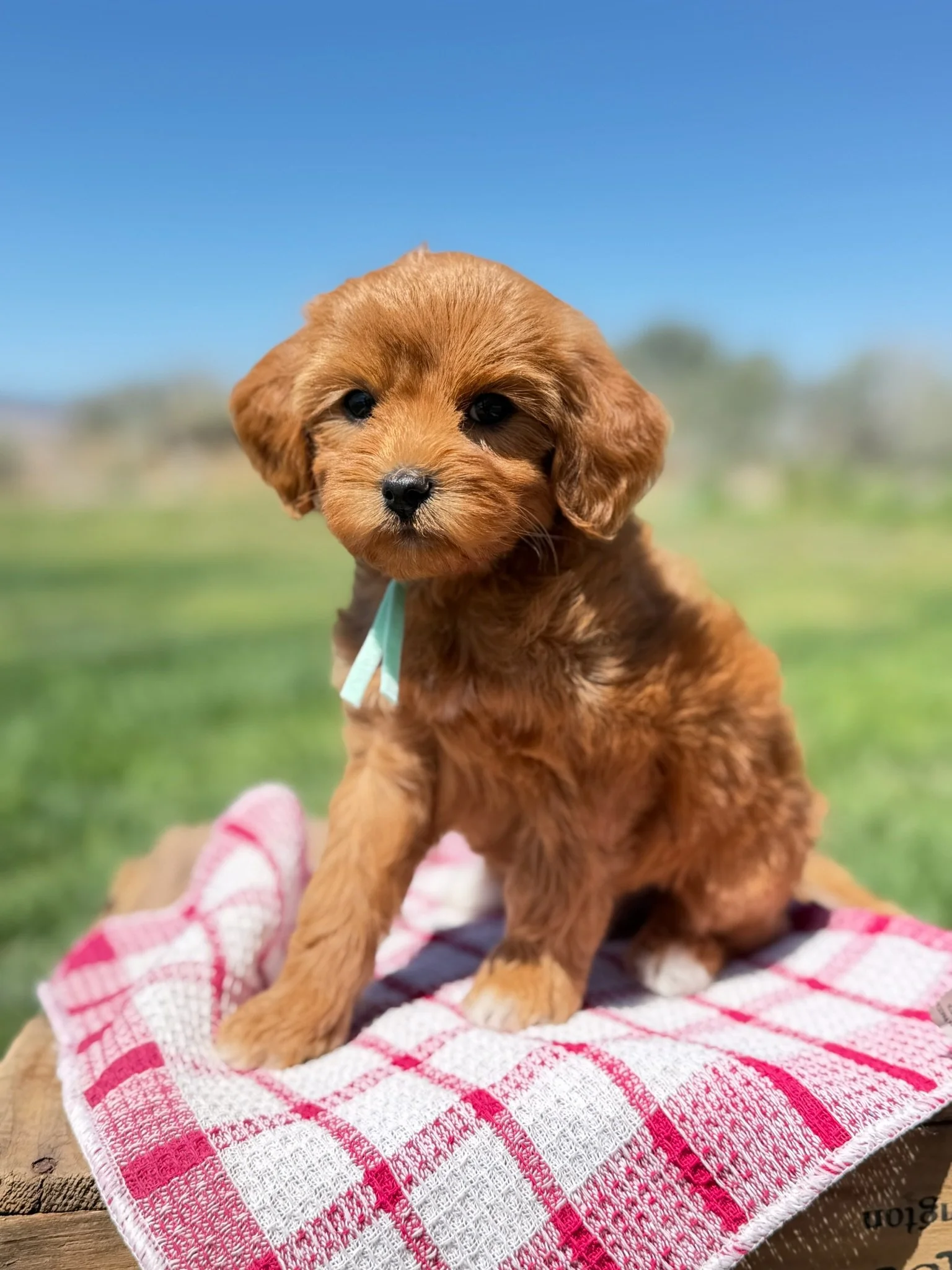 Penny (Female)