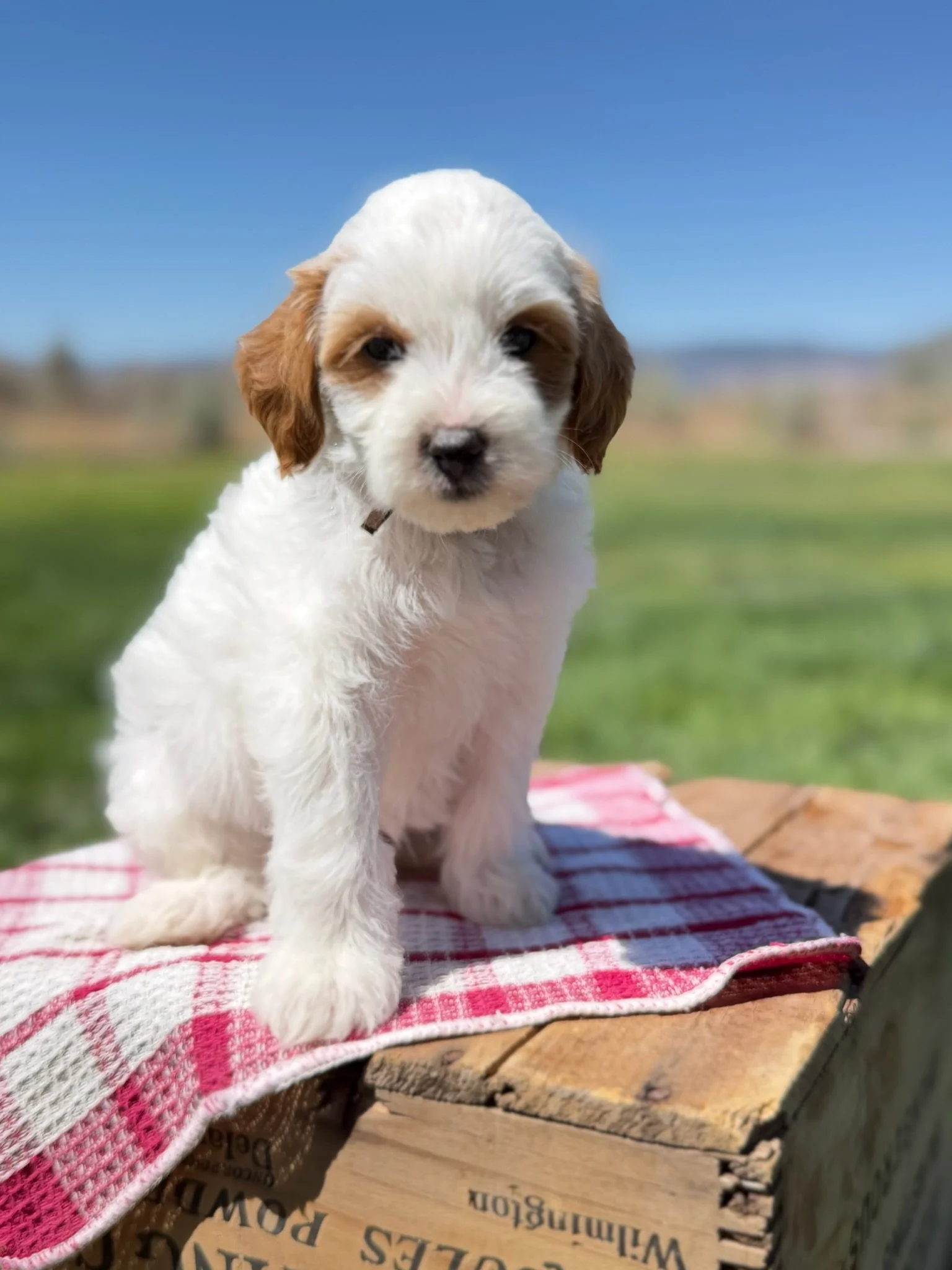 Monty (male)