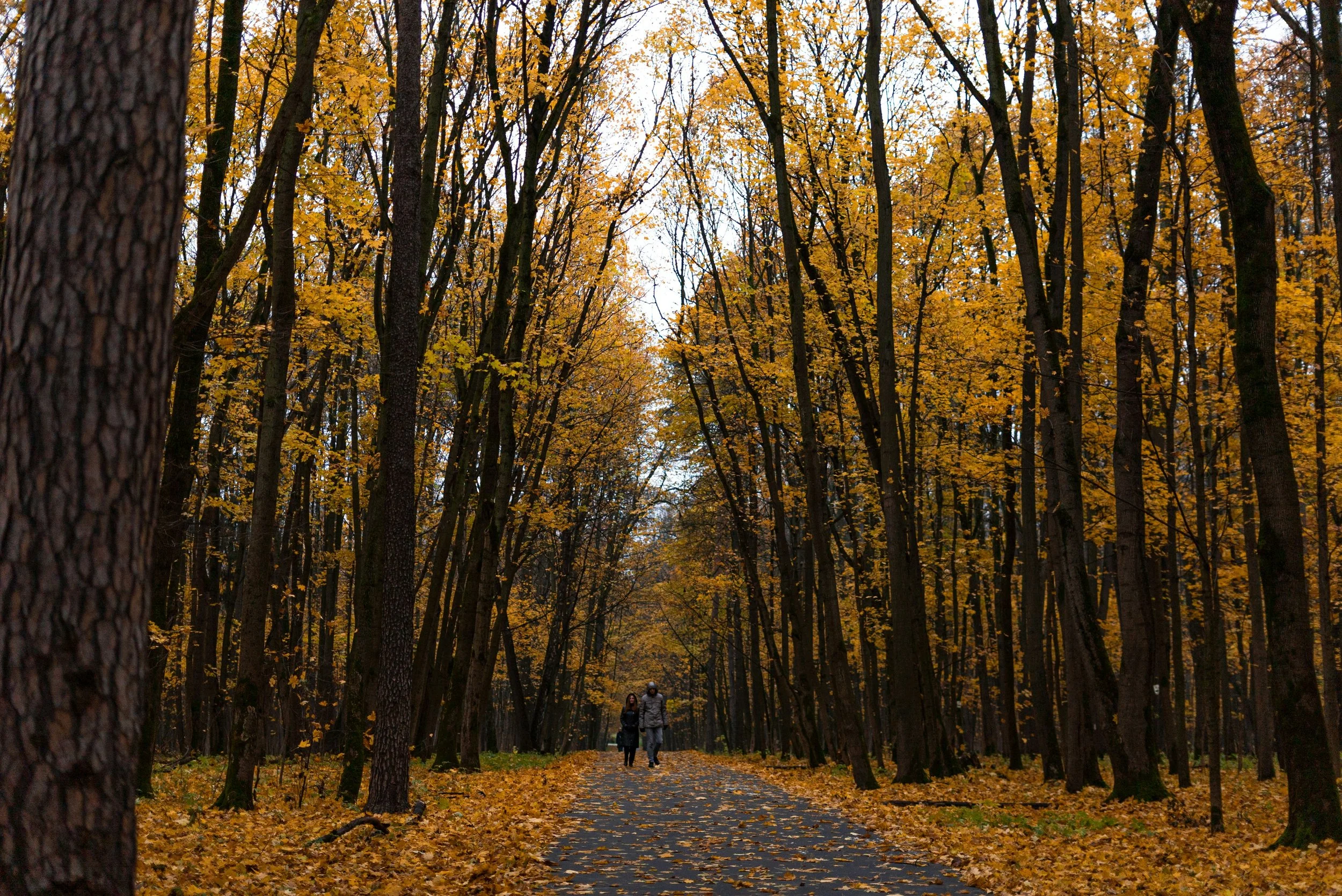 Why Your Aches Feel Worse in Autumn (And What to Do About It)