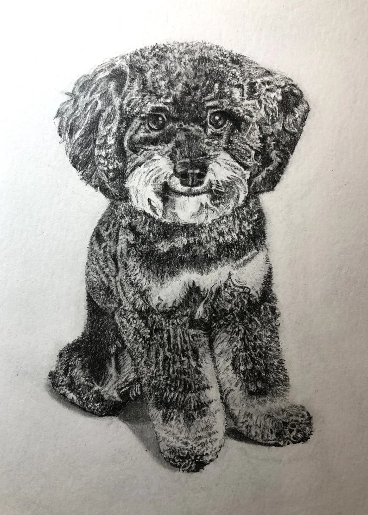 Black and white pencil drawing of a cute puppy sitting and looking forward.