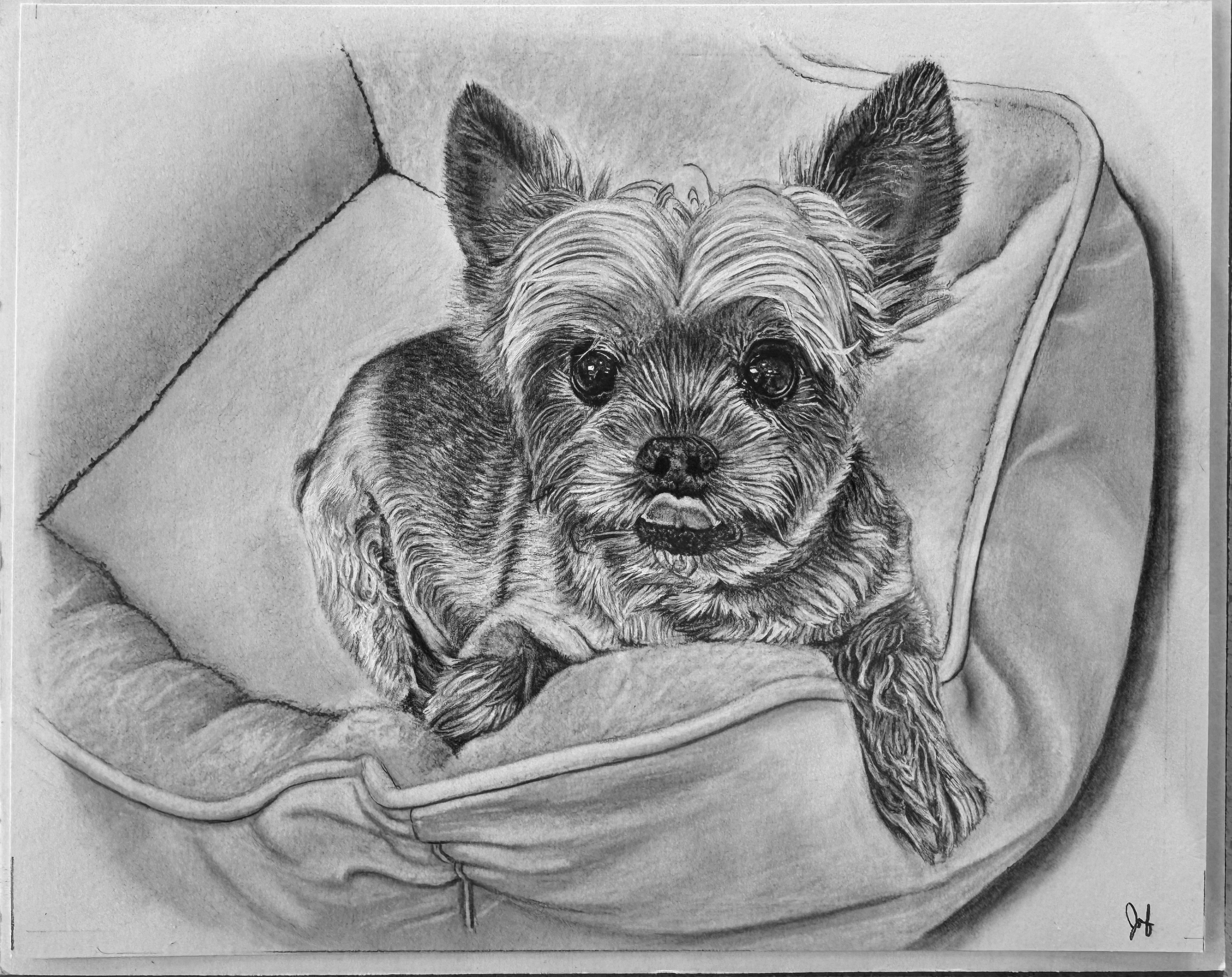 A detailed pencil drawing of a small dog with large ears, lying on a pillow within a cushioned pet bed.