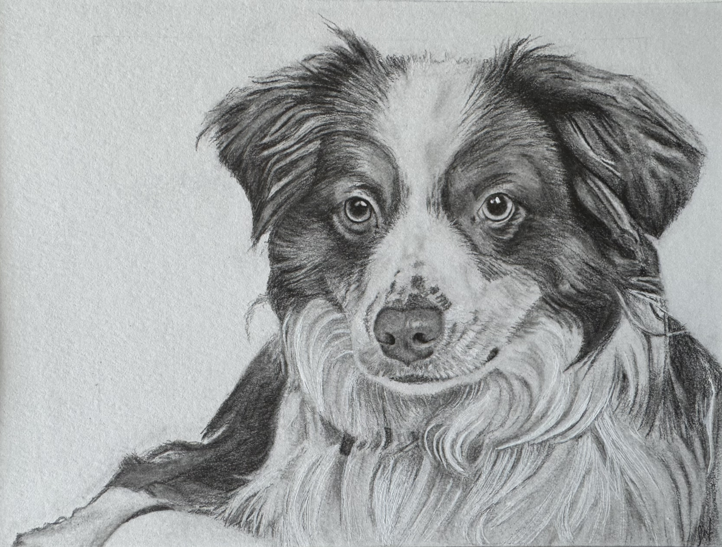 A detailed pencil drawing of a dog with a black and white coat, soulful eyes, and a friendly expression.