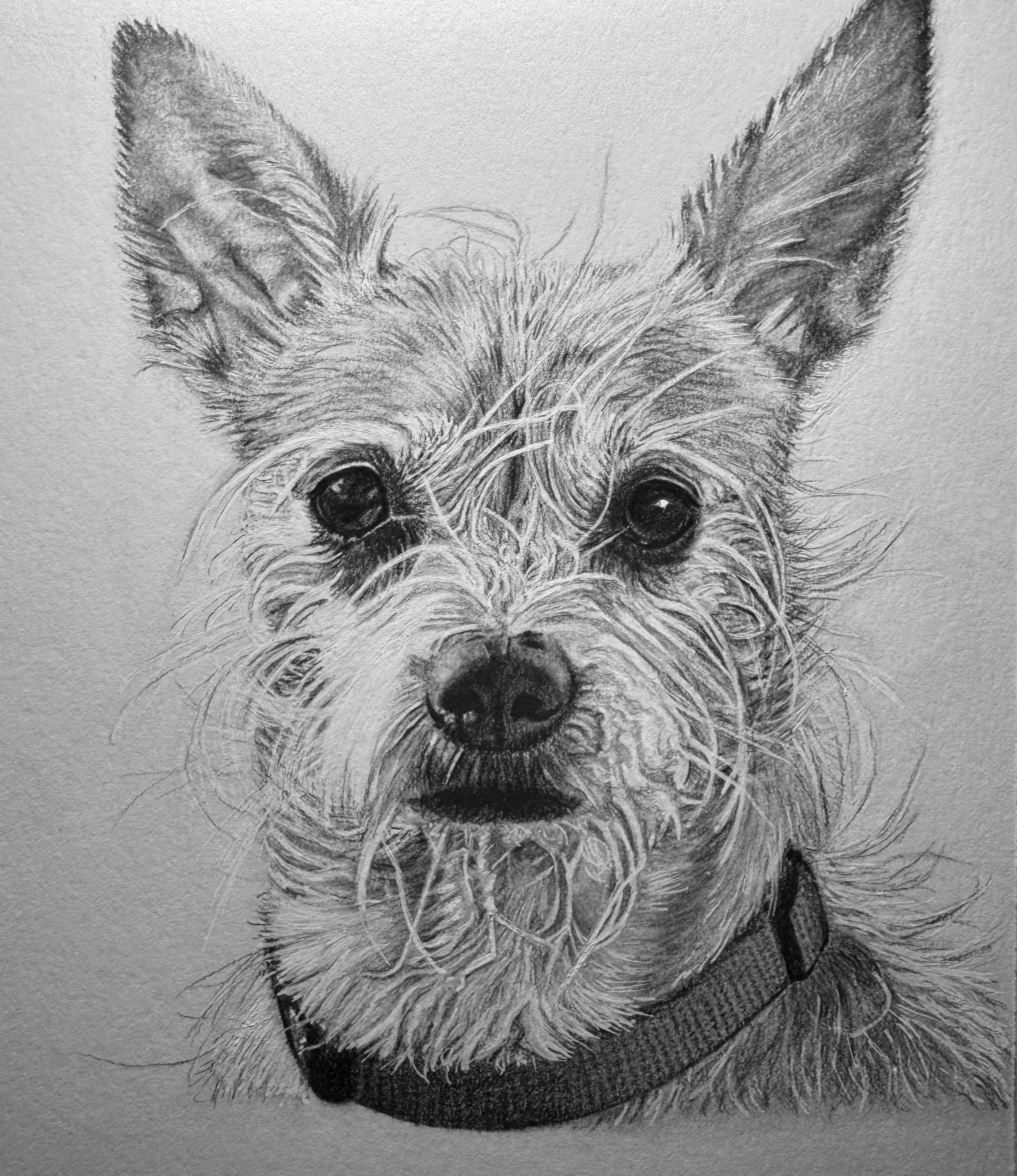 A detailed pencil sketch of a small dog with pointy ears, dark eyes, a black nose, and a collar, facing forward.