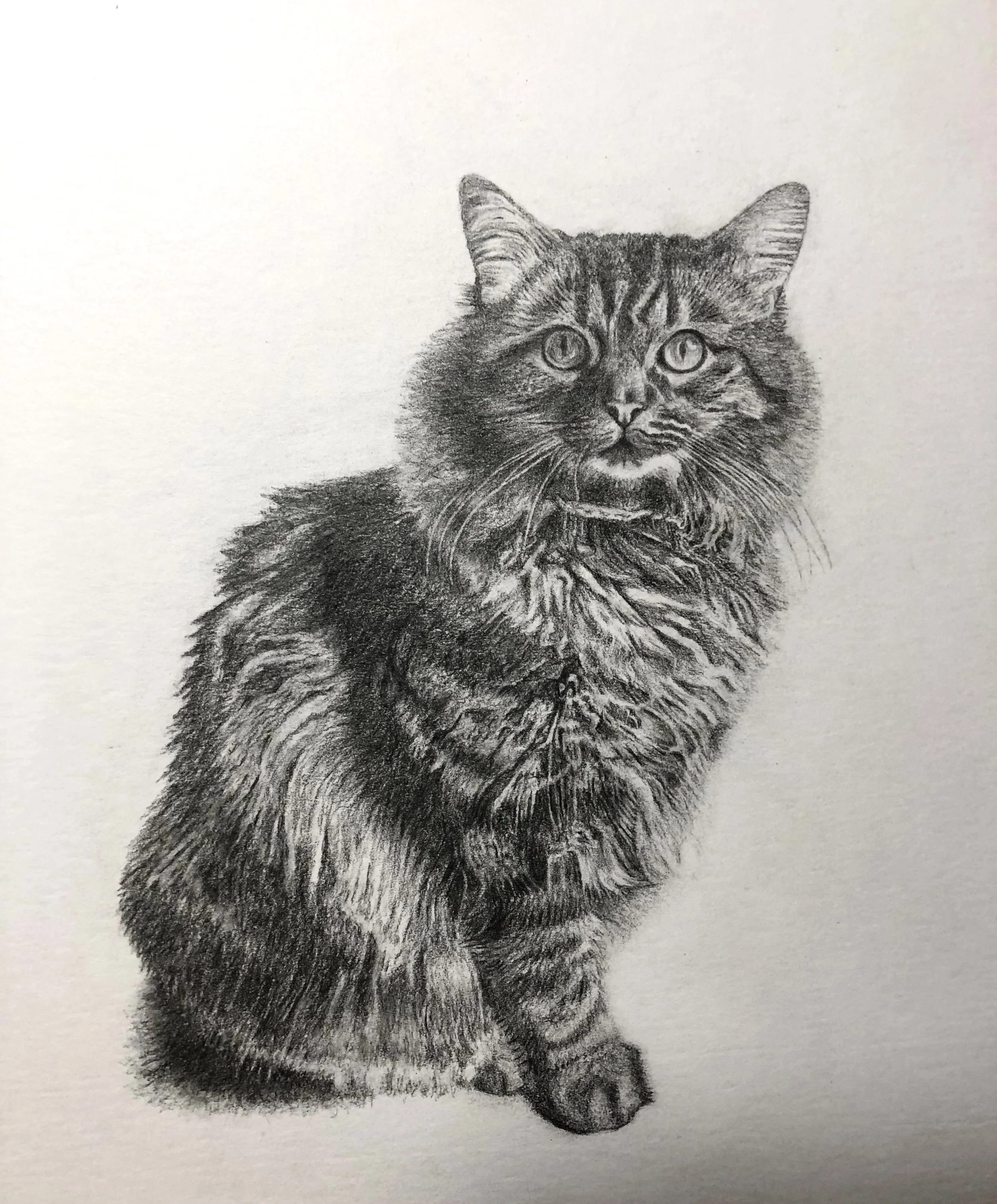 A detailed pencil sketch of a fluffy domestic cat sitting, looking directly forward, with a textured fur coat and expressive eyes.