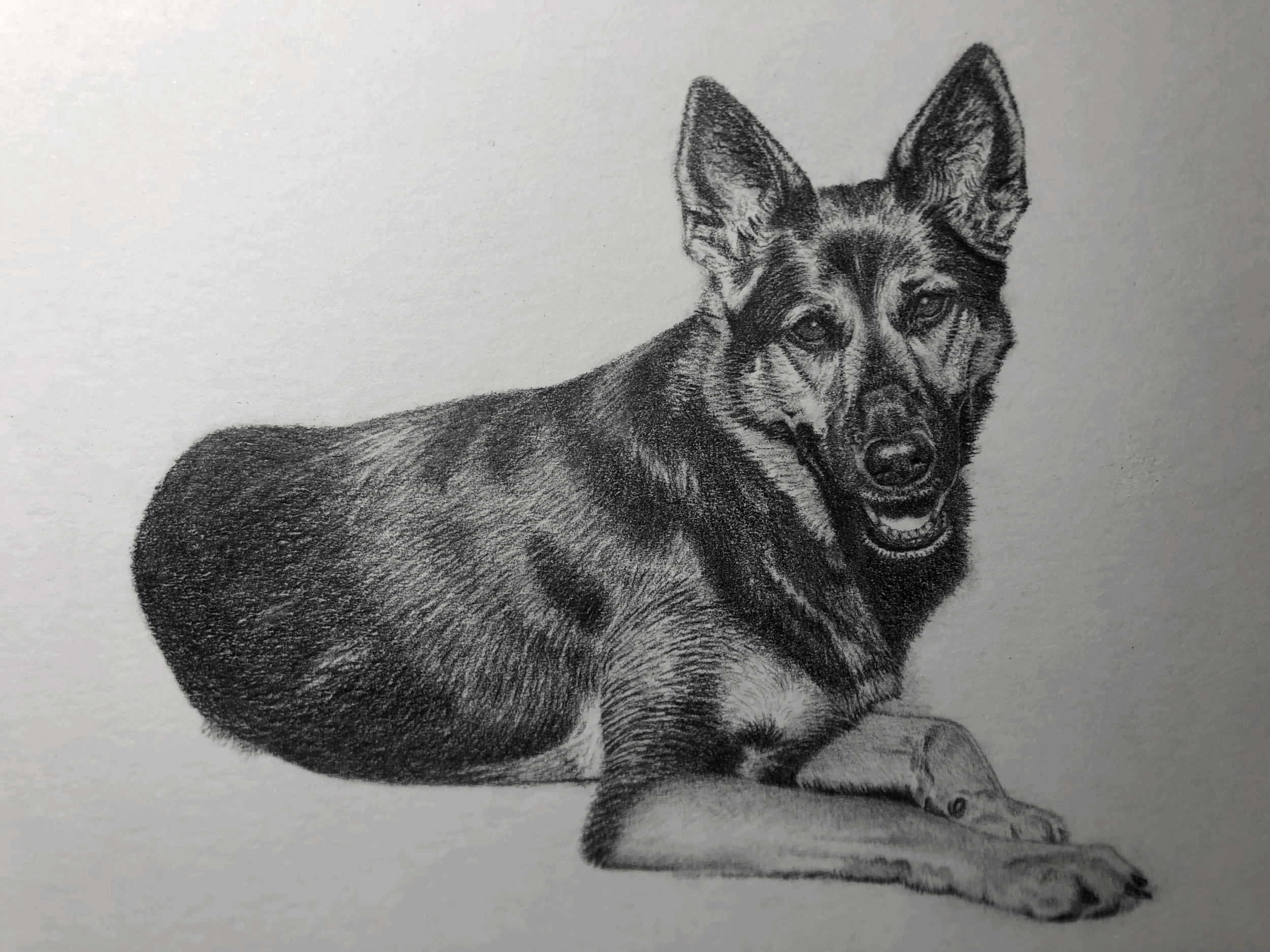 Black and white drawing of a German Shepherd dog lying down, facing forward with a happy expression.