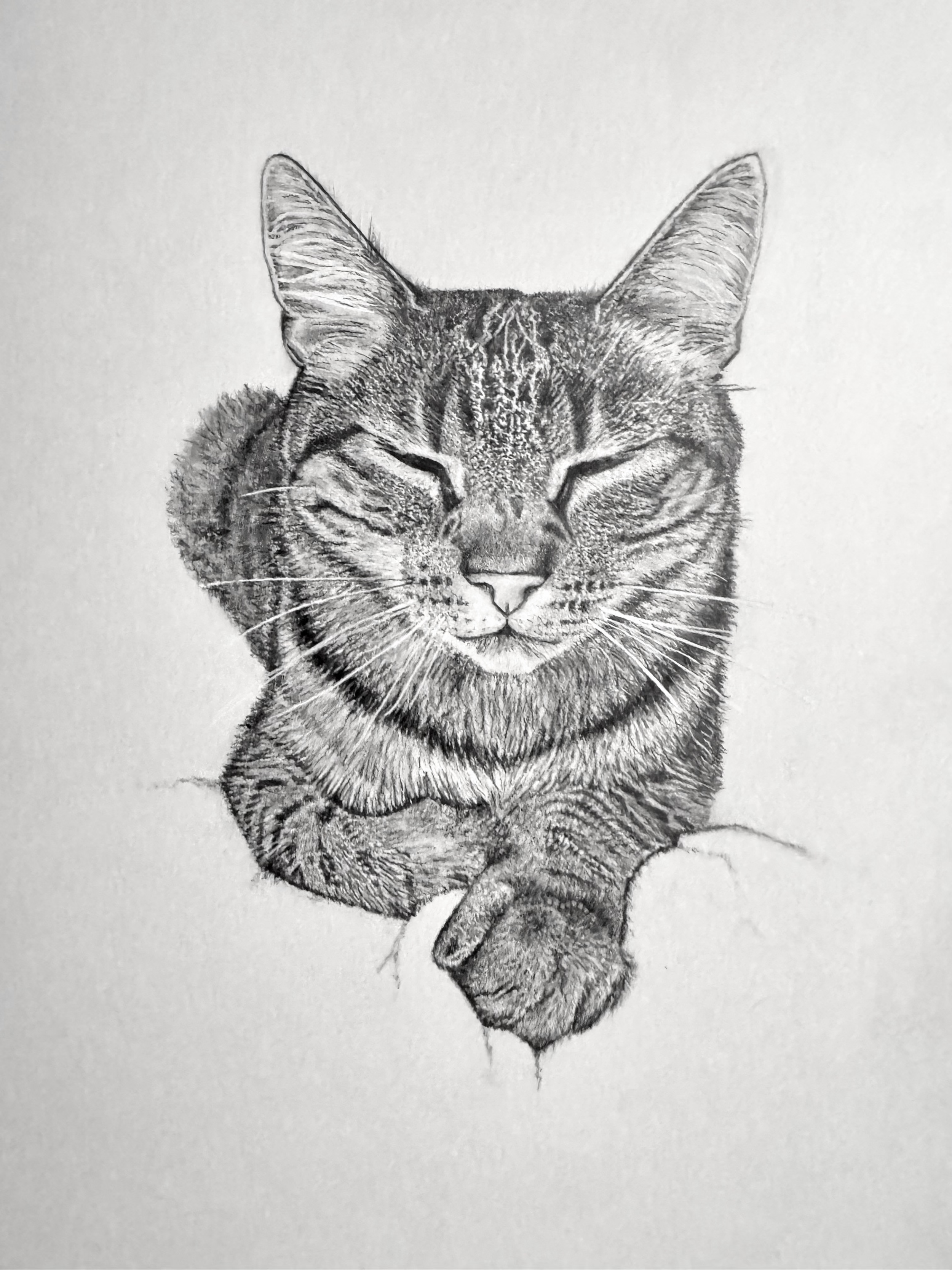 Black and white pencil drawing of a relaxed cat with closed eyes, resting its front paws, with details in fur and facial features.