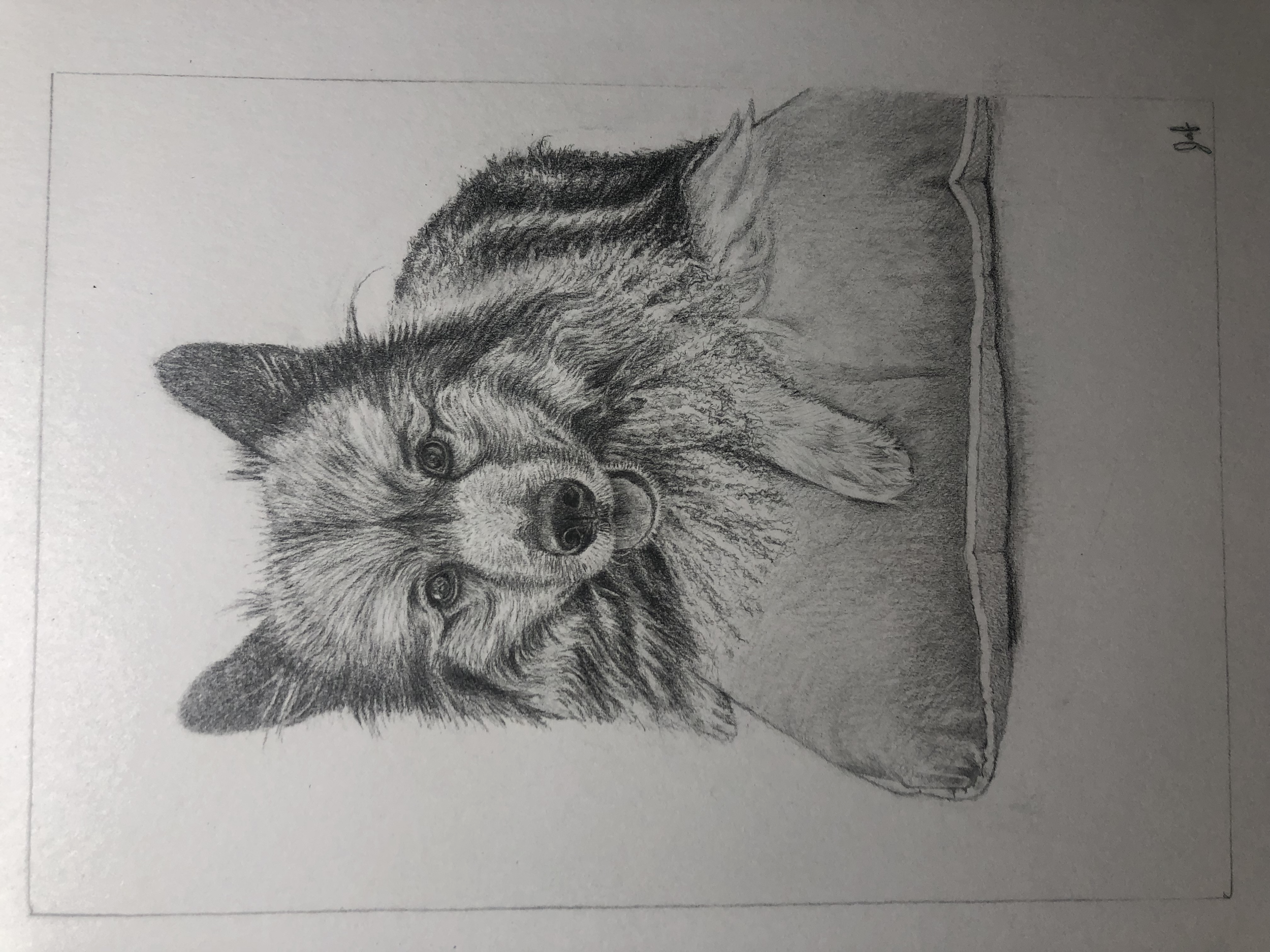 A detailed pencil drawing of a dog lying on a blanket, looking at the viewer.