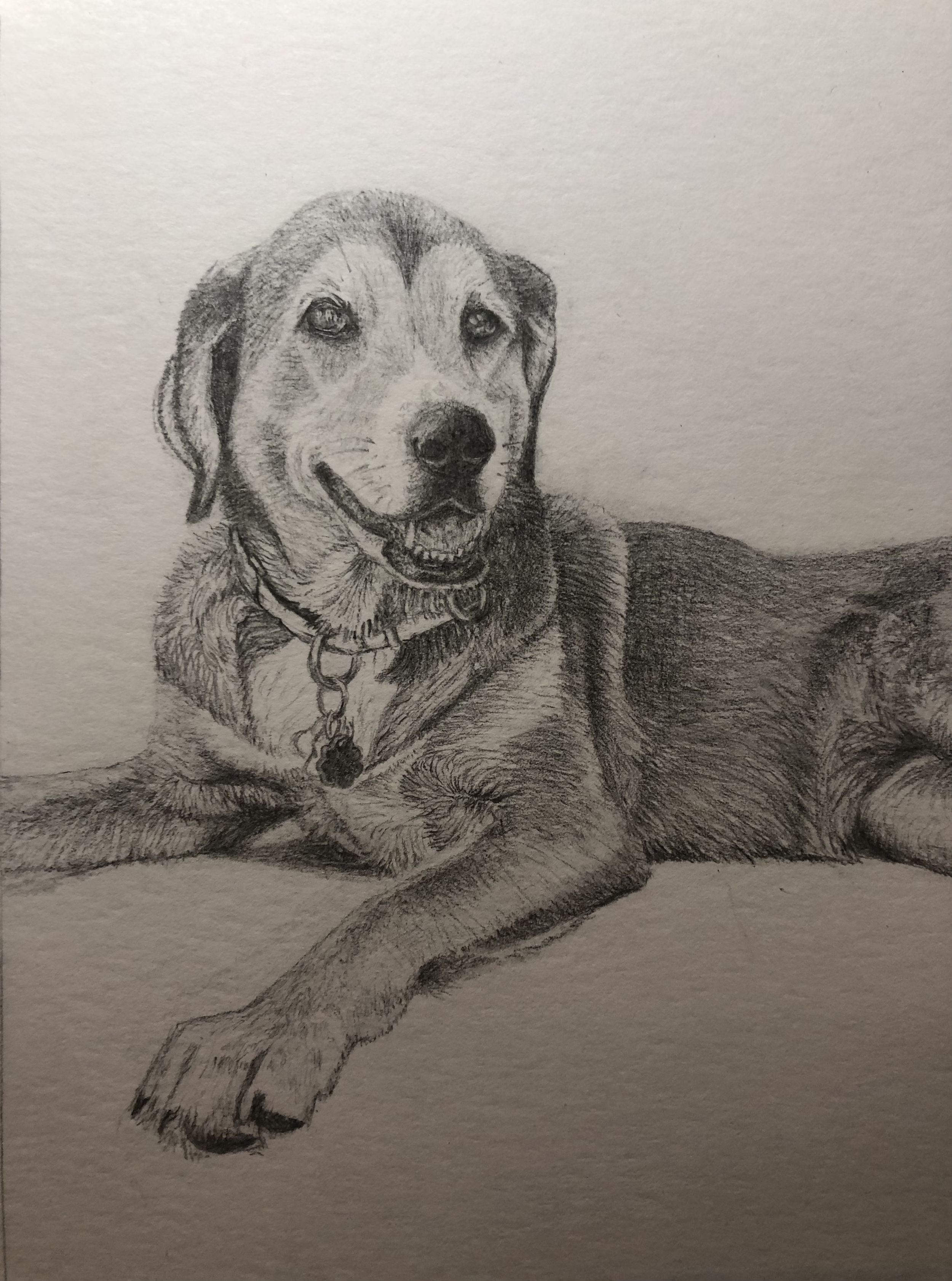 A detailed pencil drawing of a happy dog lying down, with a collar and a tag, on a plain background.