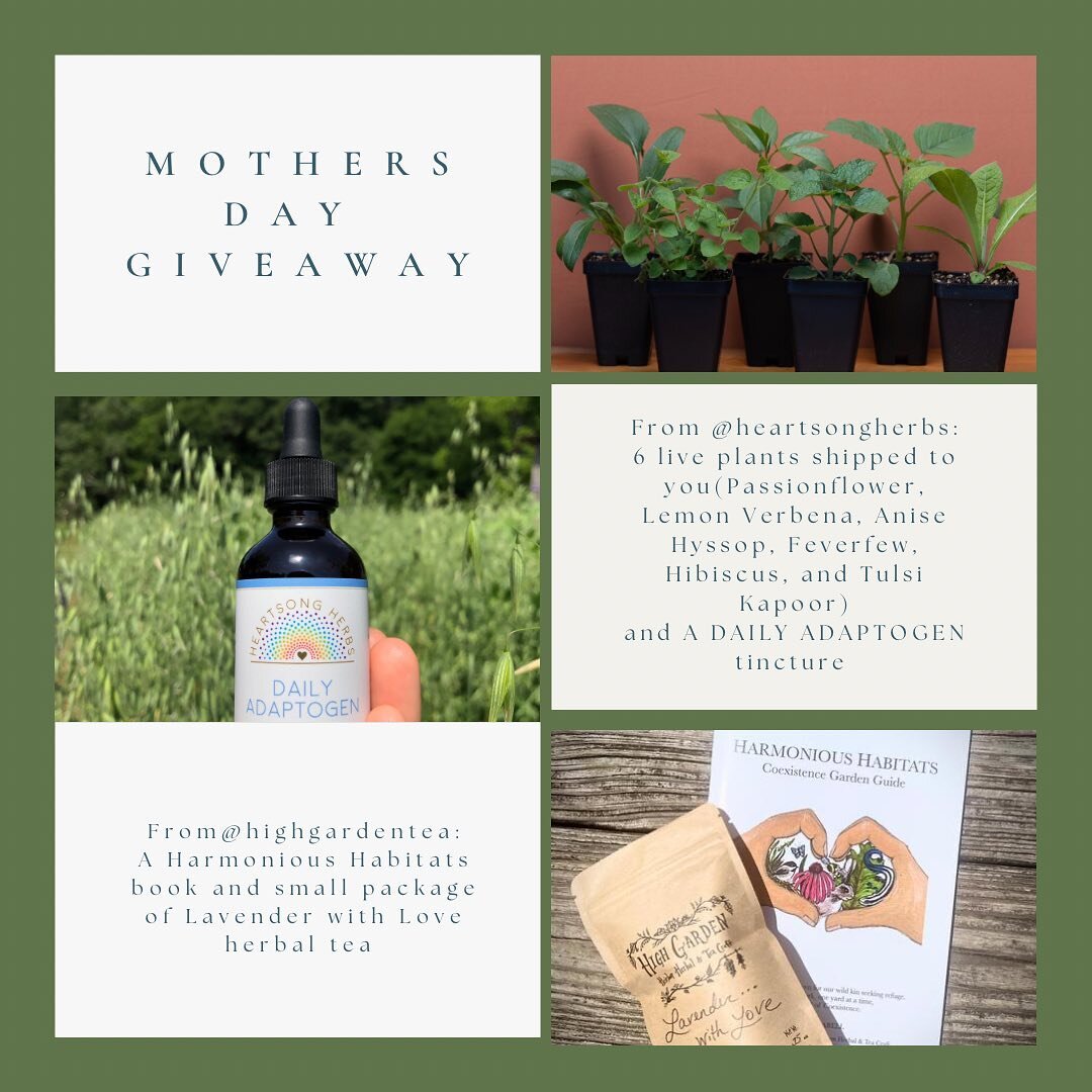 To celebrate mothers of all kinds, we want to offer a Mother&rsquo;s Day GIVEAWAY filled with love from and for nature! 
🌱
From @heartsongherbs:
6 live plants shipped to you including Passionflower, Lemon Verbena, Anise Hyssop, Feverfew, Hibiscus, a
