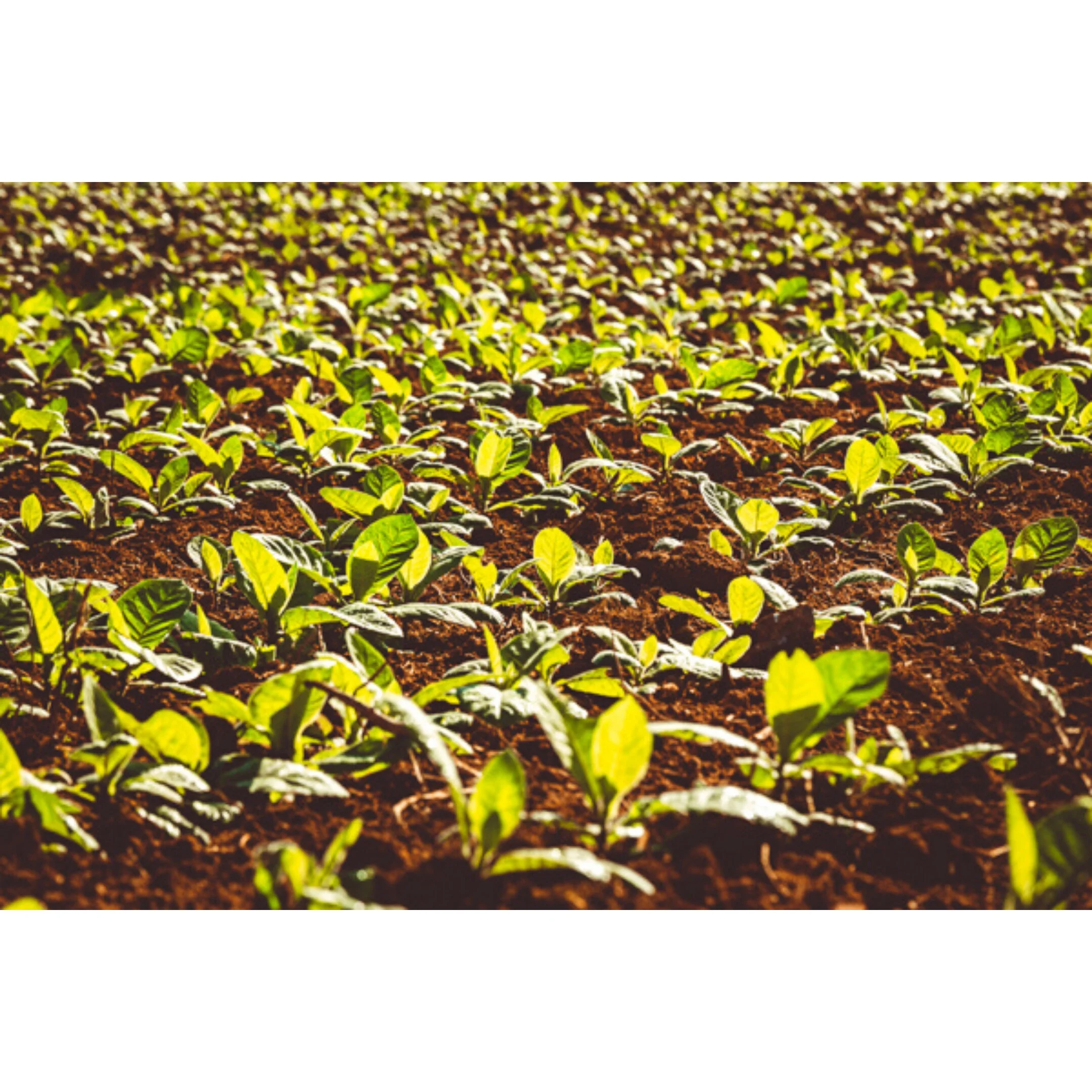0033220 Tobacco Plant 