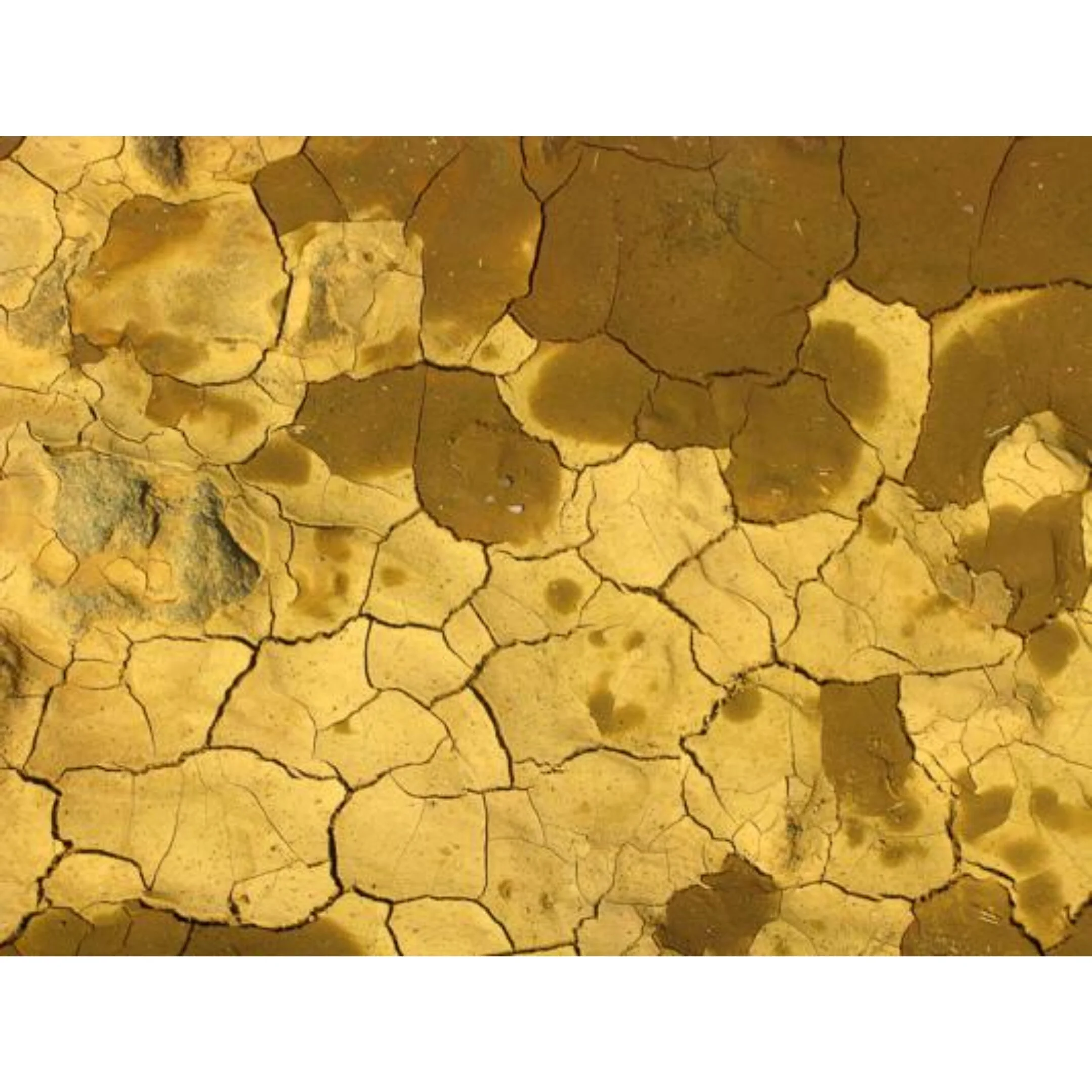 0035698 Cracked Mud