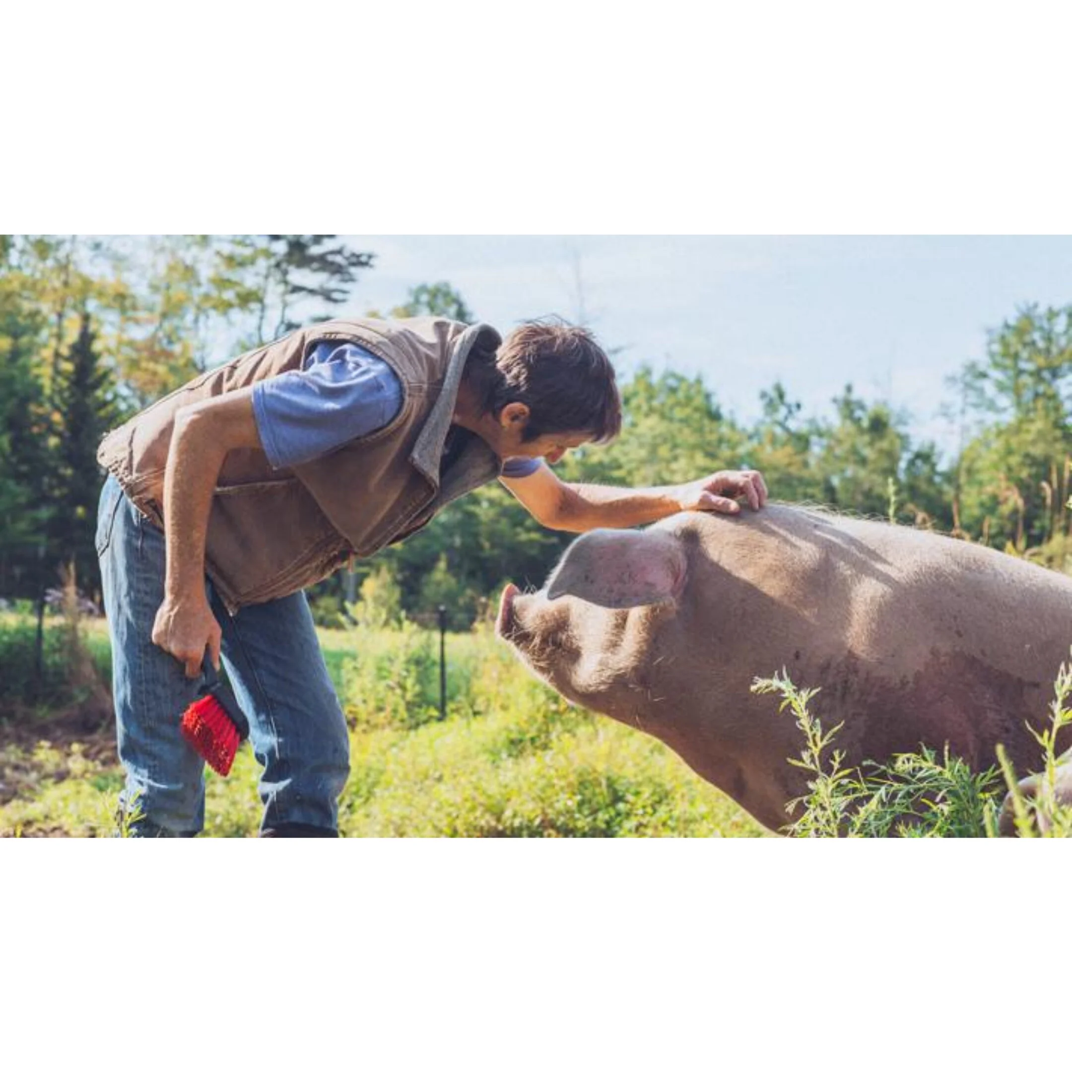 0031997 Humane Farm Animal Care
