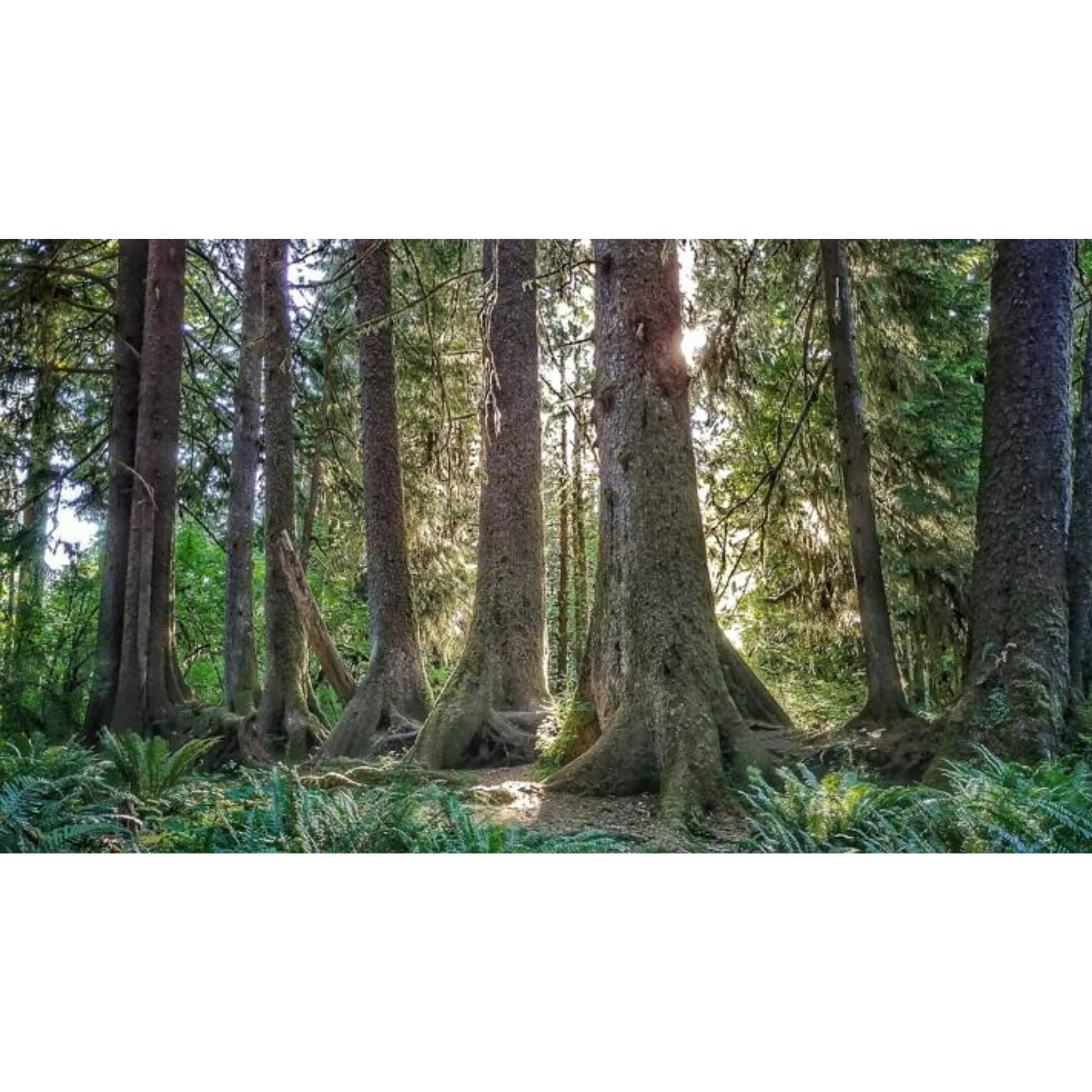 0034162 Hoh Rainforest