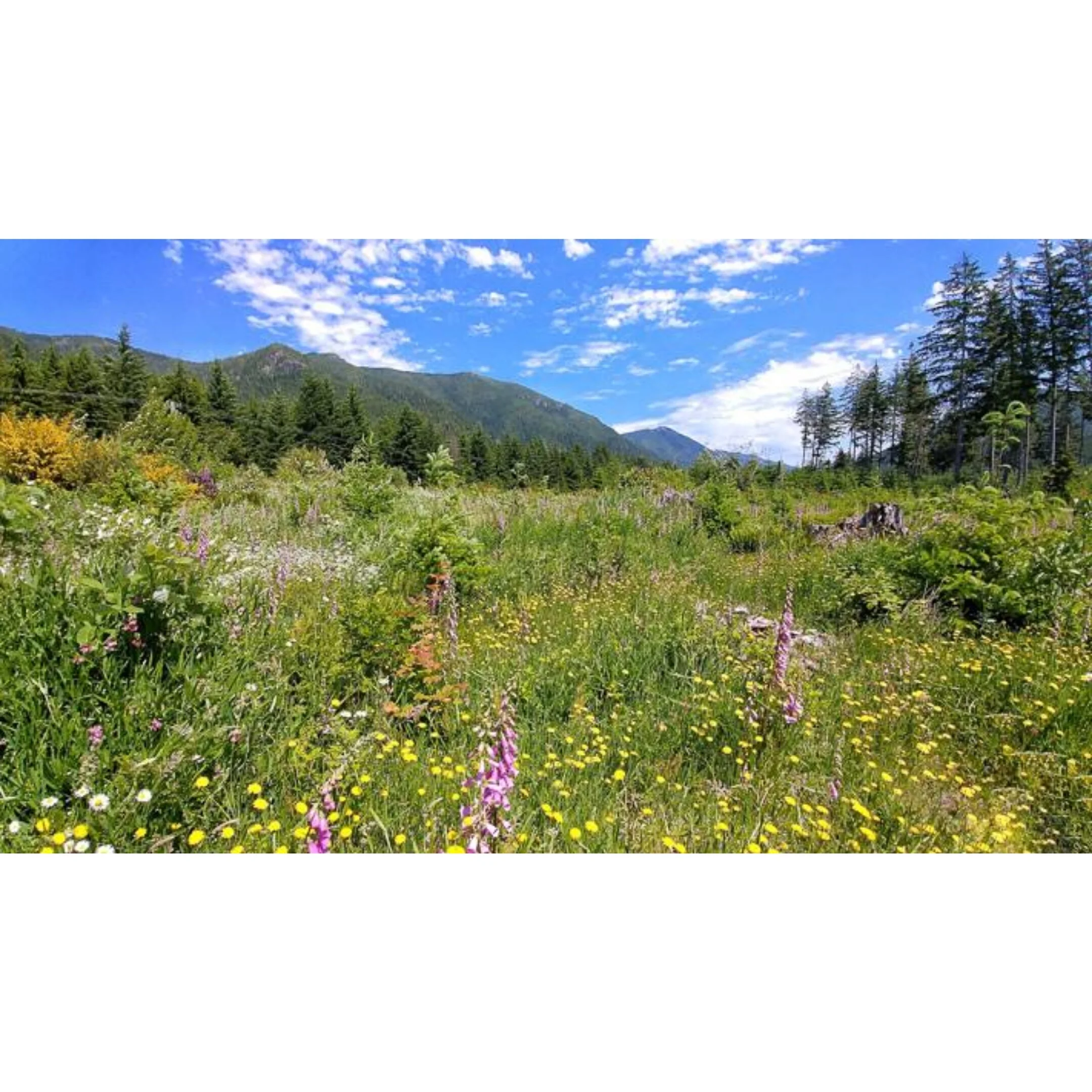 0034158 Wildflowers Background
