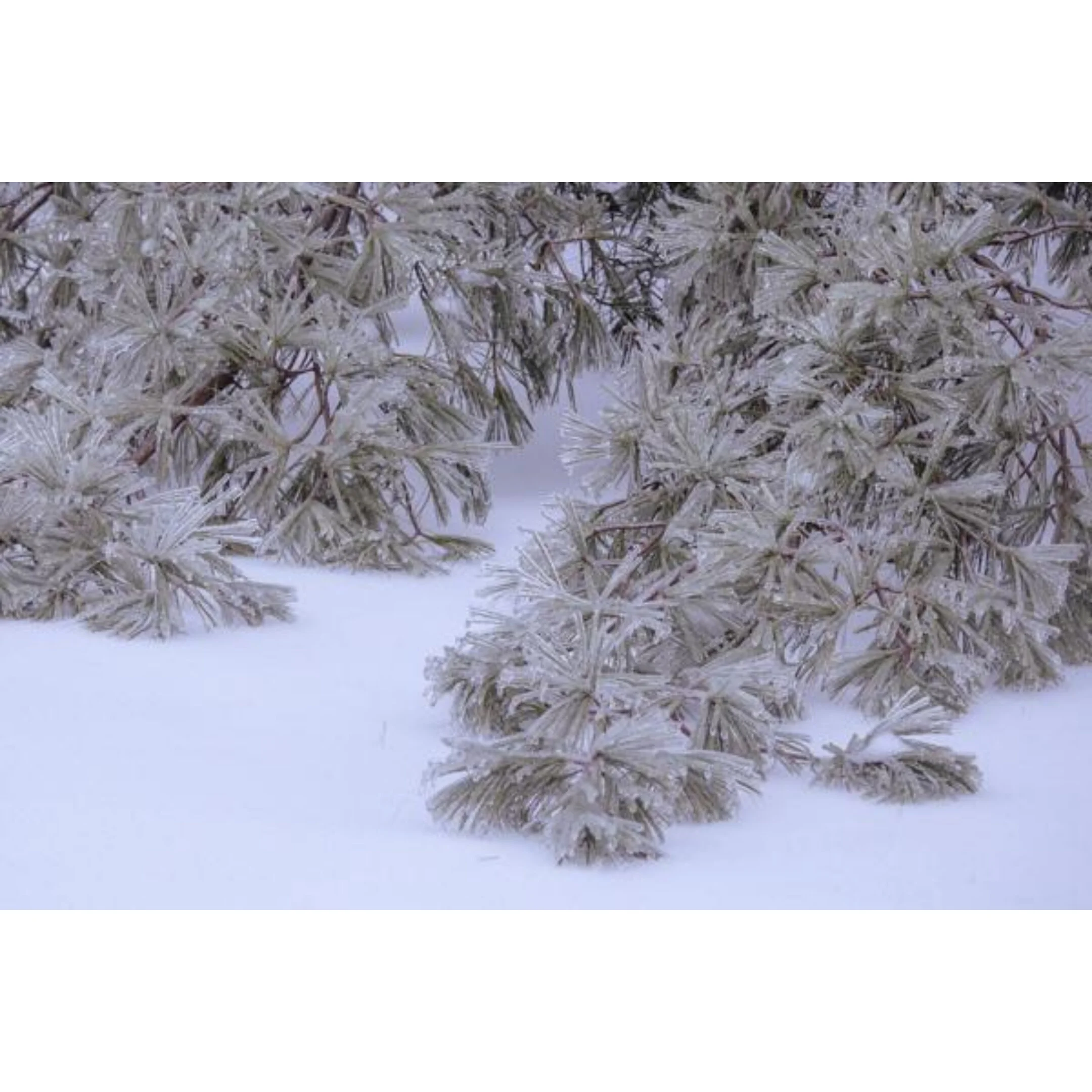 0032217 Ice Storm