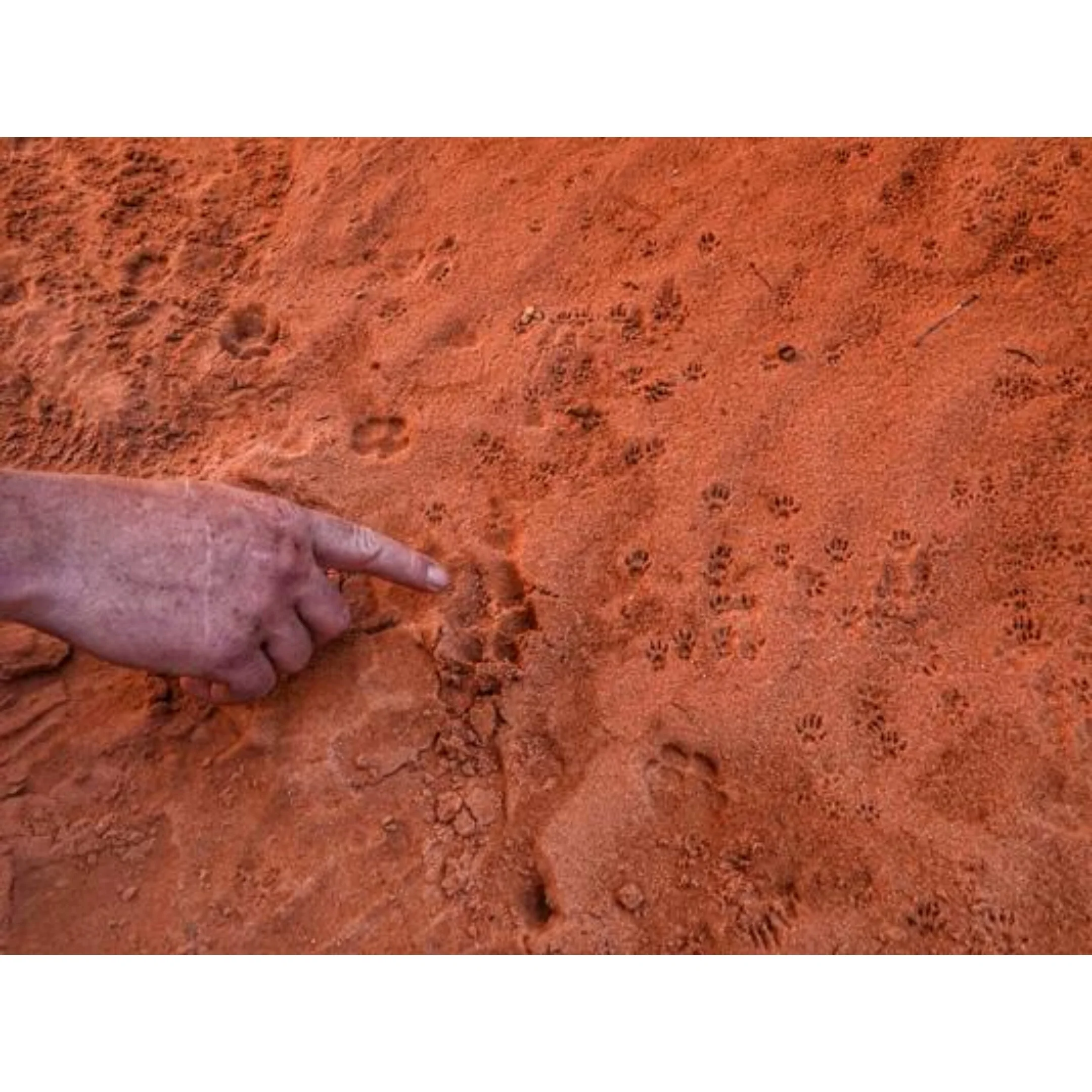 0034837 Animal Footprints