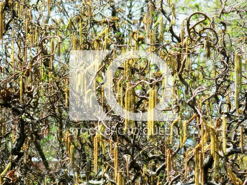 Curly Willow
