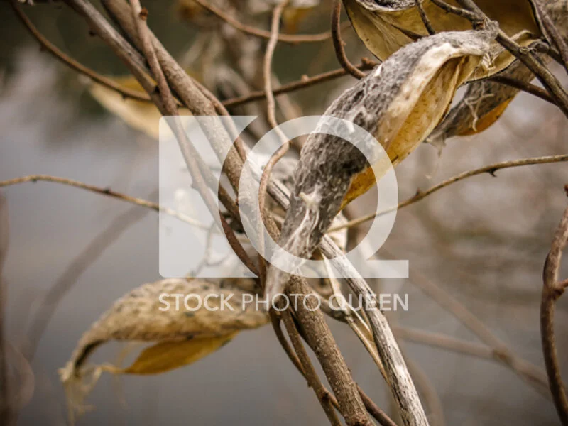 Milkweed Pod