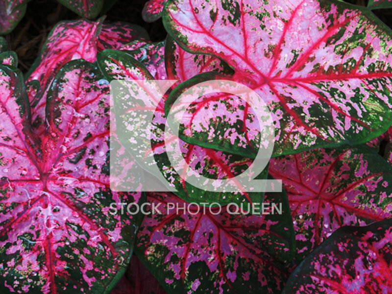 Pink Leaves