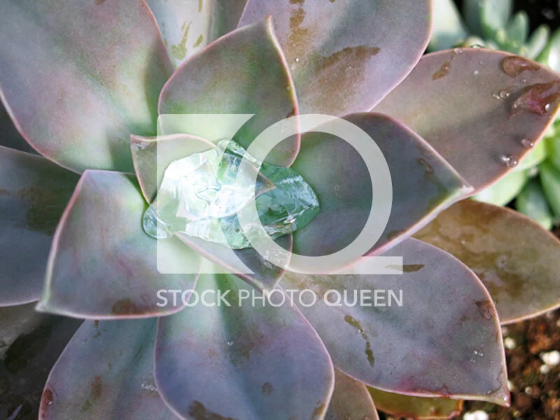 Succulent Plant Watering