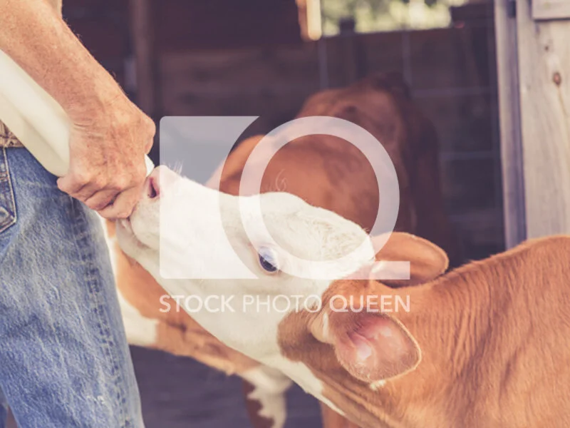 Bottle Feeding Calf