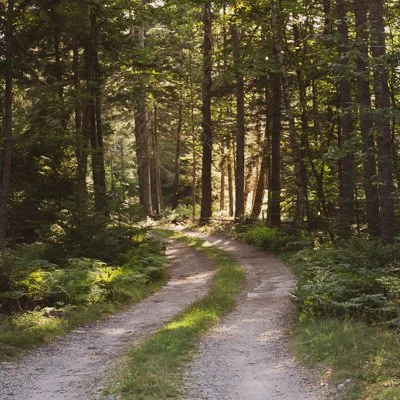 Free vs Paid Stock Photos: What You Risk — and What You Gain