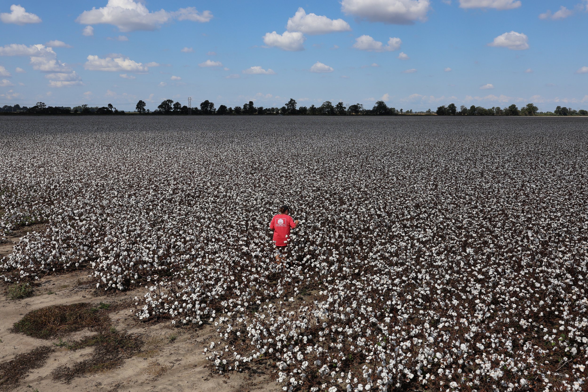 Tina Brown, 59, walks into one of her cotton fields on the first day of harvest season at Brown Brothers’ Farm in Kennett, Mo. Tina is in charge of feeding 18 workers twice a day during harvest season.