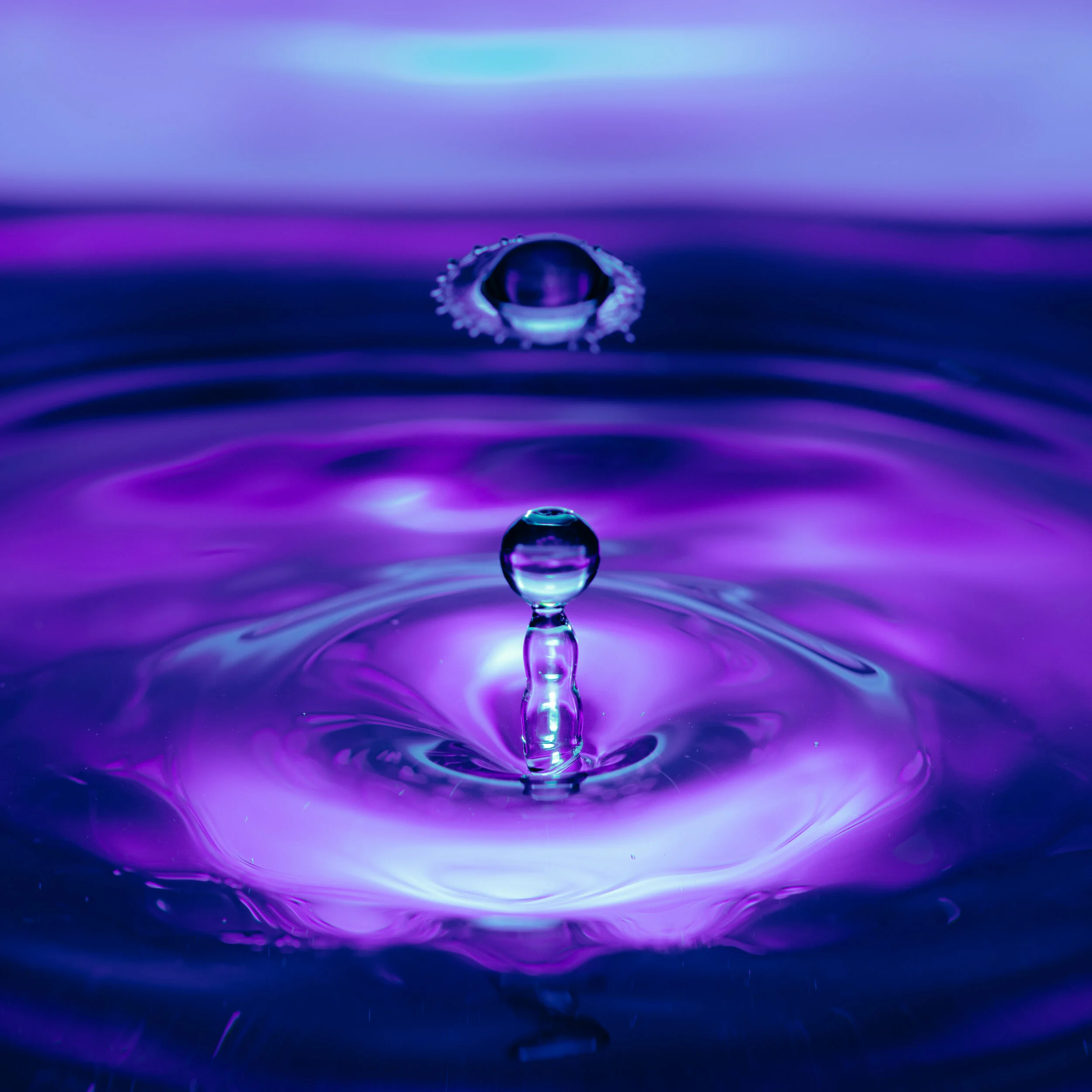 _NTP0688-Macro photography-SquareSpace.jpg