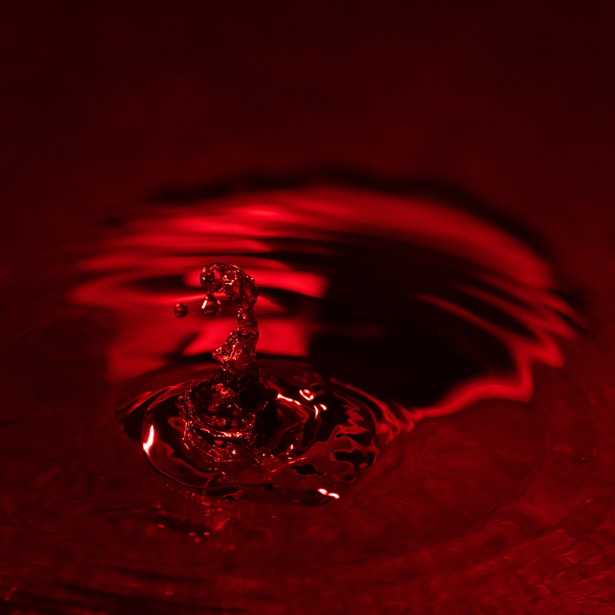 _NTP1160-Macro photography-SquareSpace.jpg