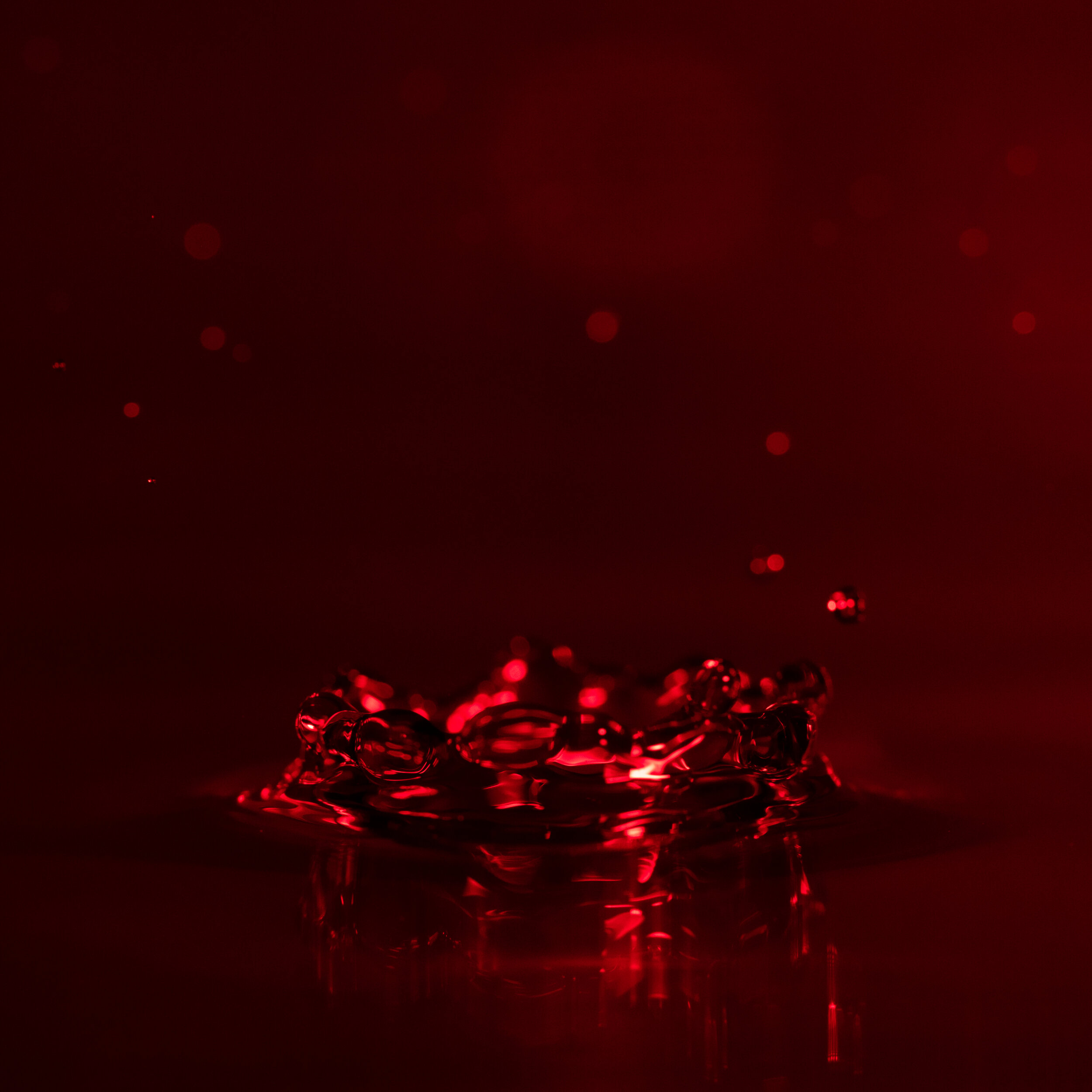 _NTP1105-Macro photography-SquareSpace.jpg