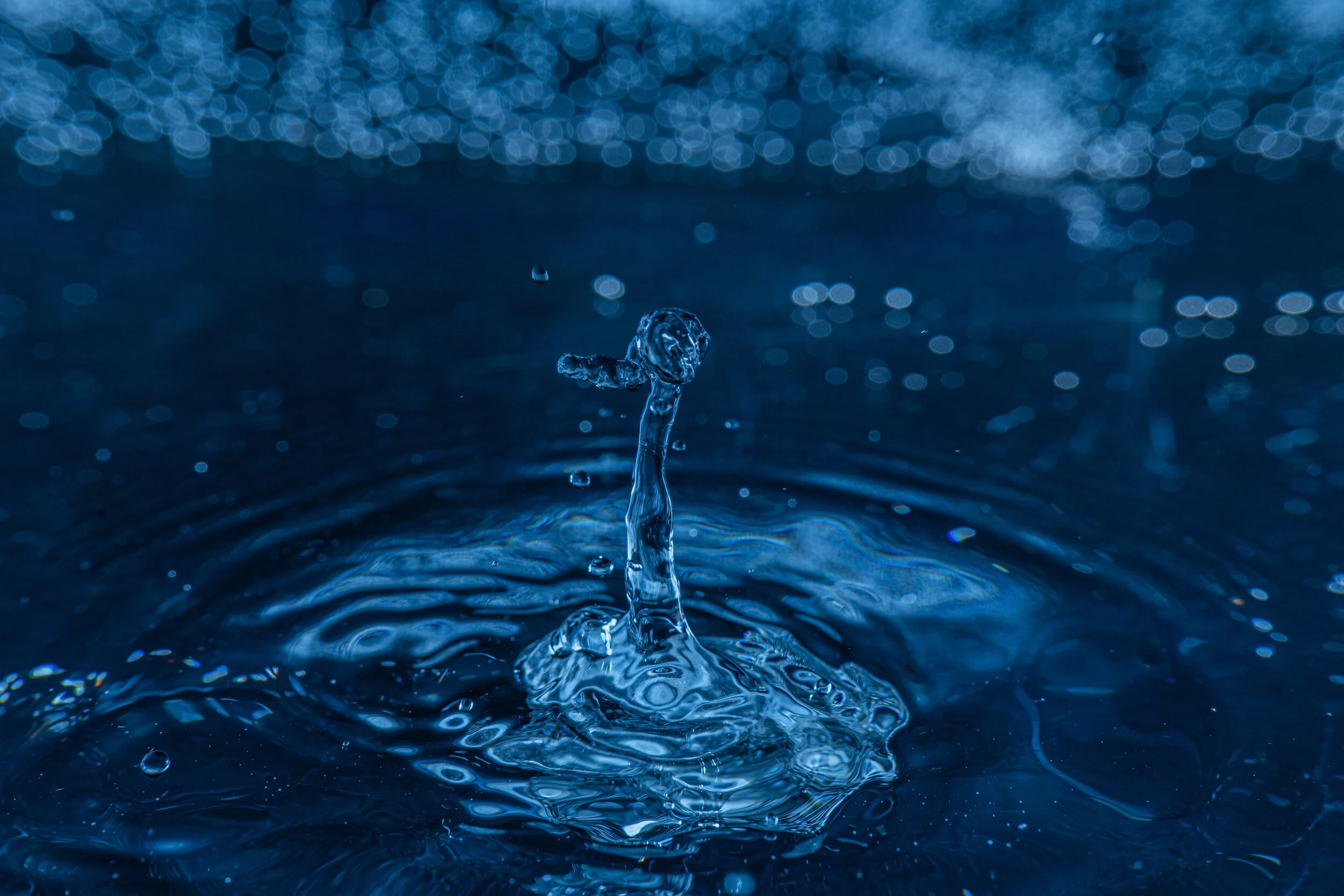 _NTP1498-2-Macro photography-SquareSpace.jpg