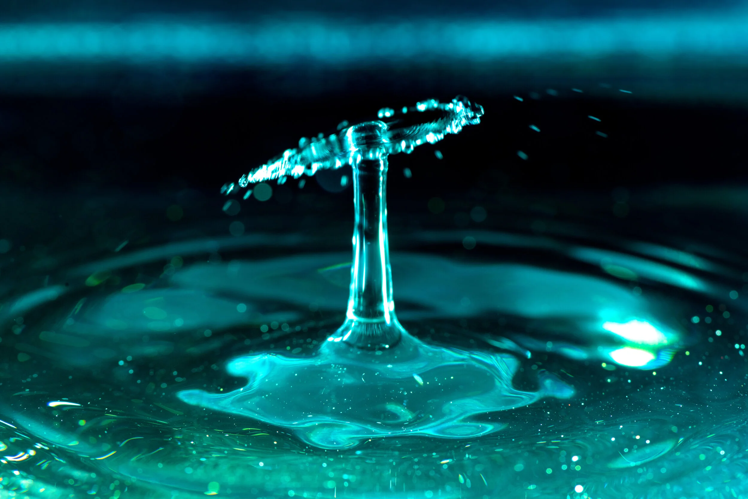 _NTP1628-Macro photography-SquareSpace.jpg