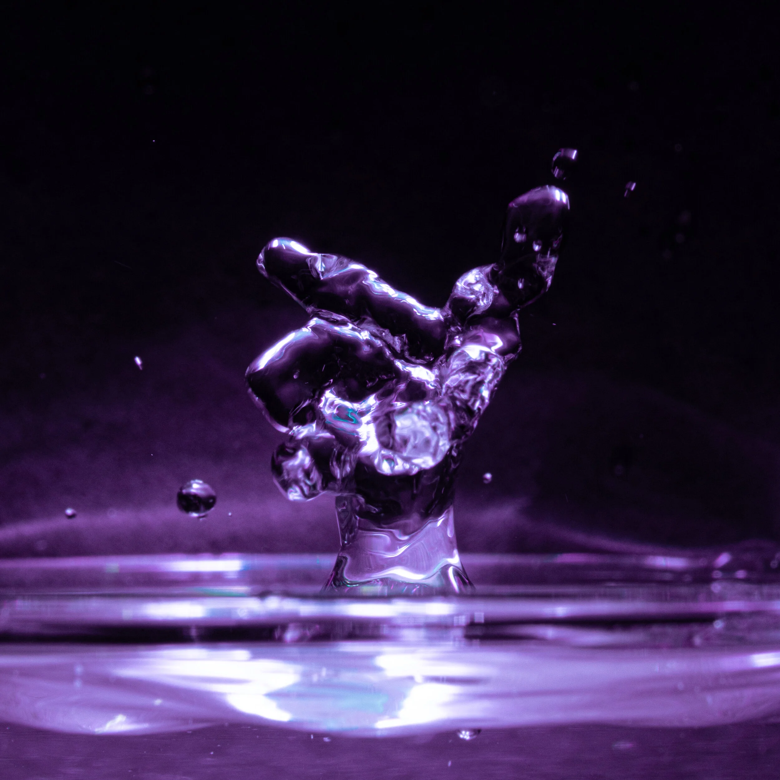 _NTP1964-Macro photography-SquareSpace.jpg