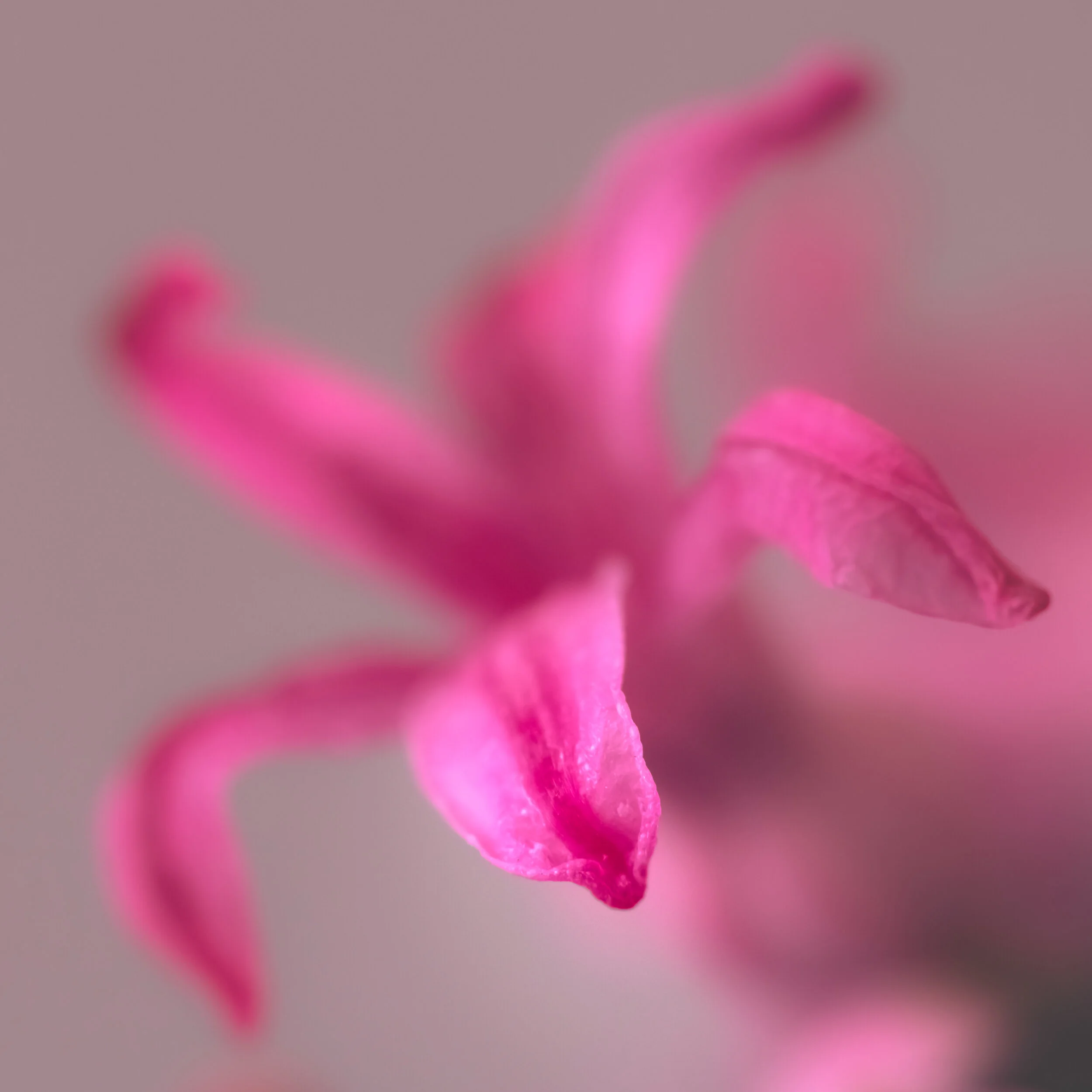 _NTP3336_Edited_by_NJ-Edited Photos and Videos-SquareSpace.jpg