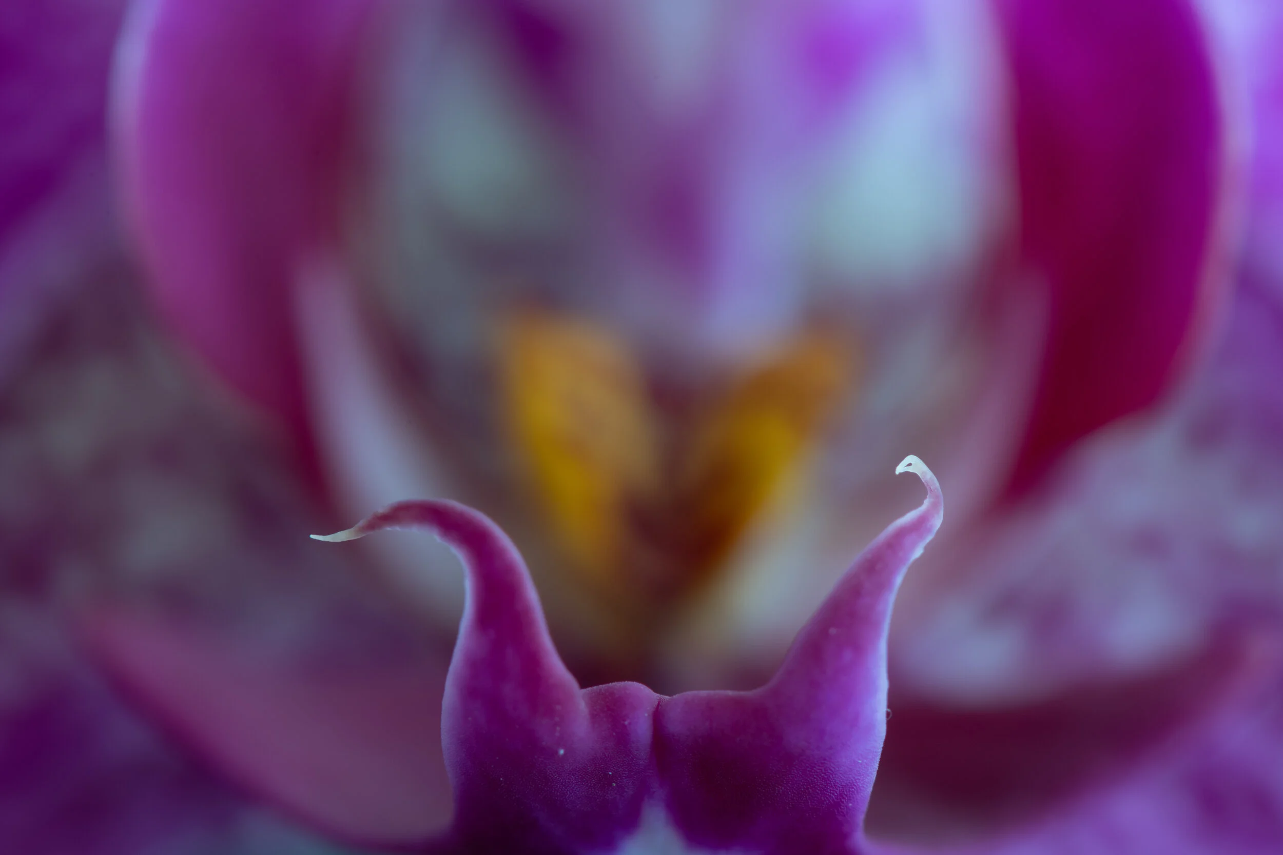 _NTP3161-Macro photography-SquareSpace.jpg