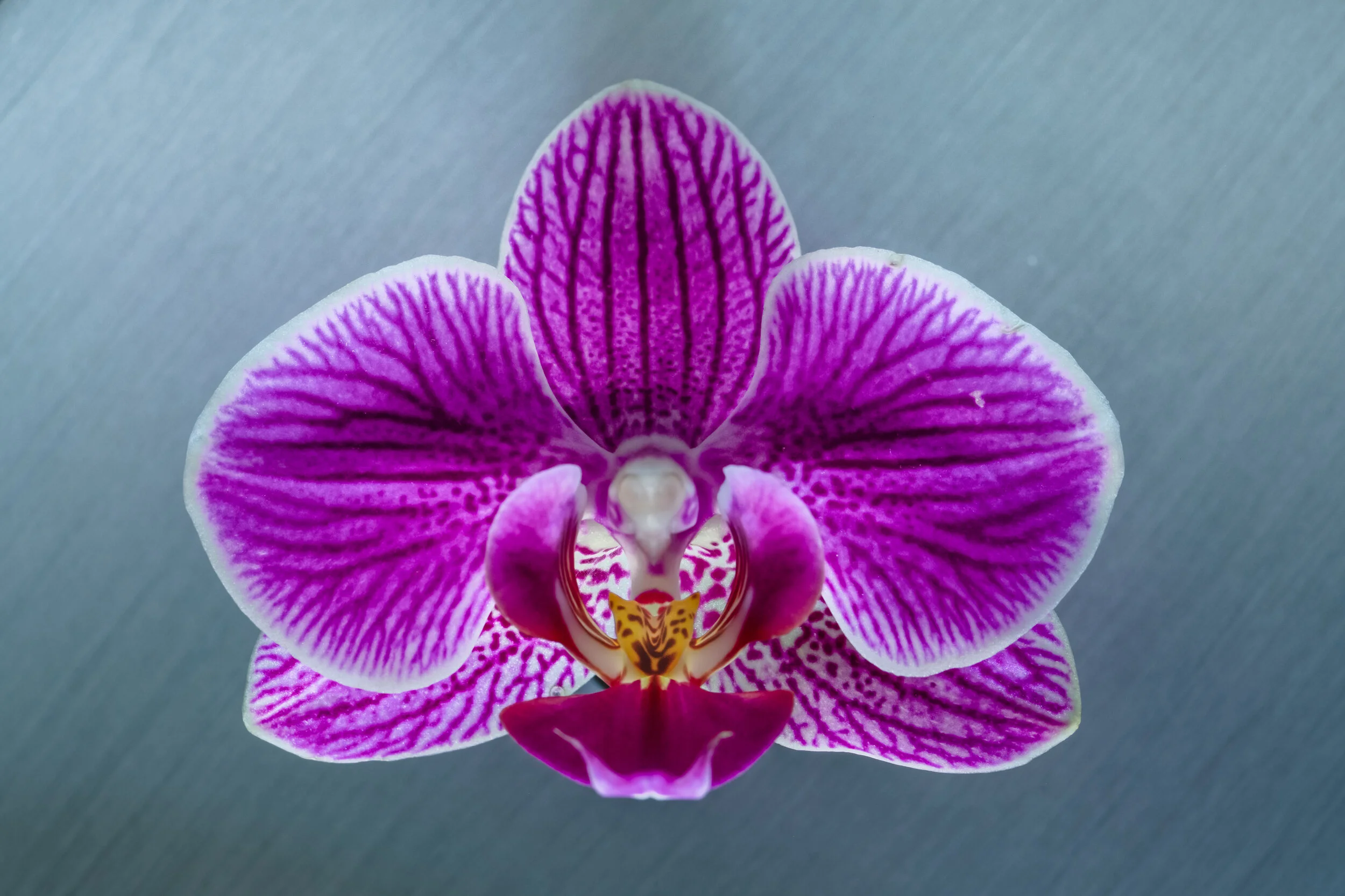 _NTP3385-Macro photography-SquareSpace.jpg