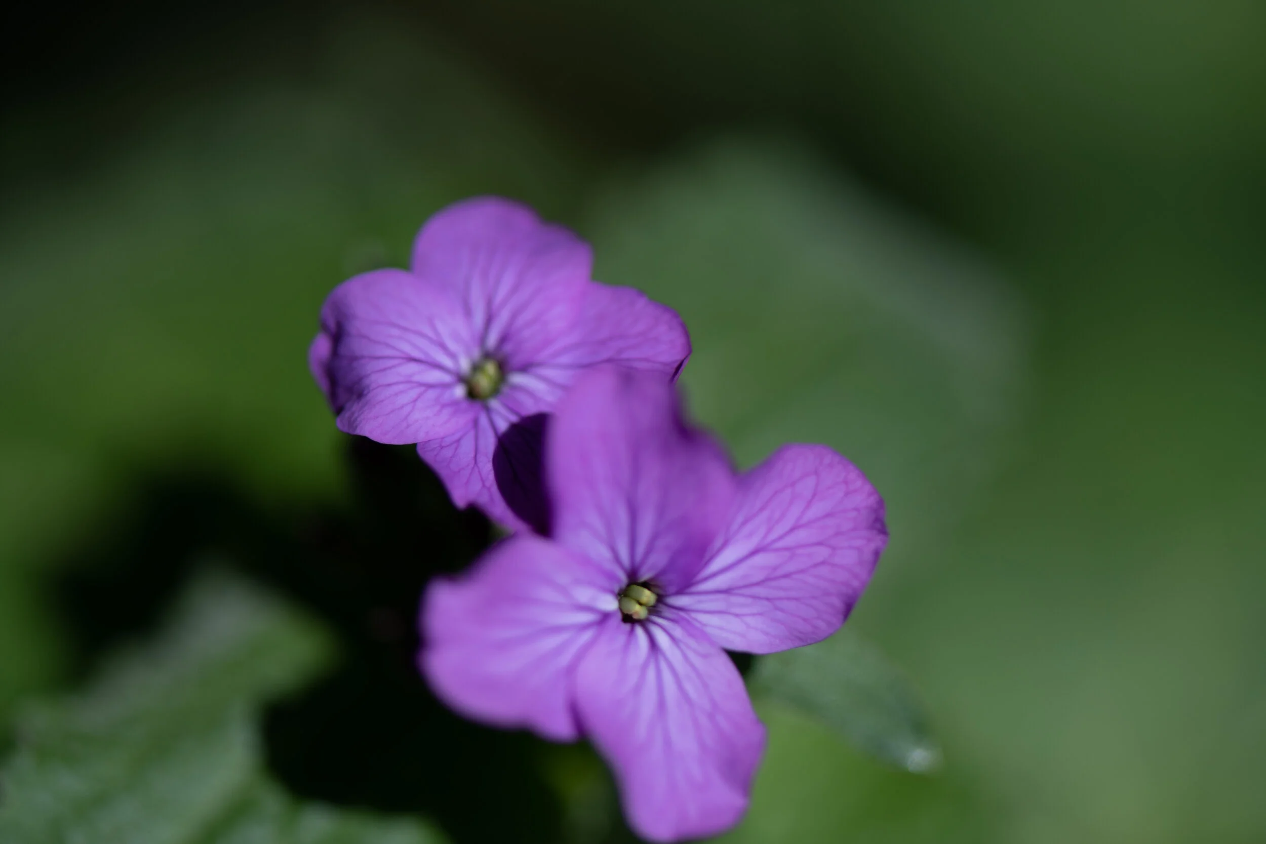 _NTP3431-Macro photography-SquareSpace.jpg