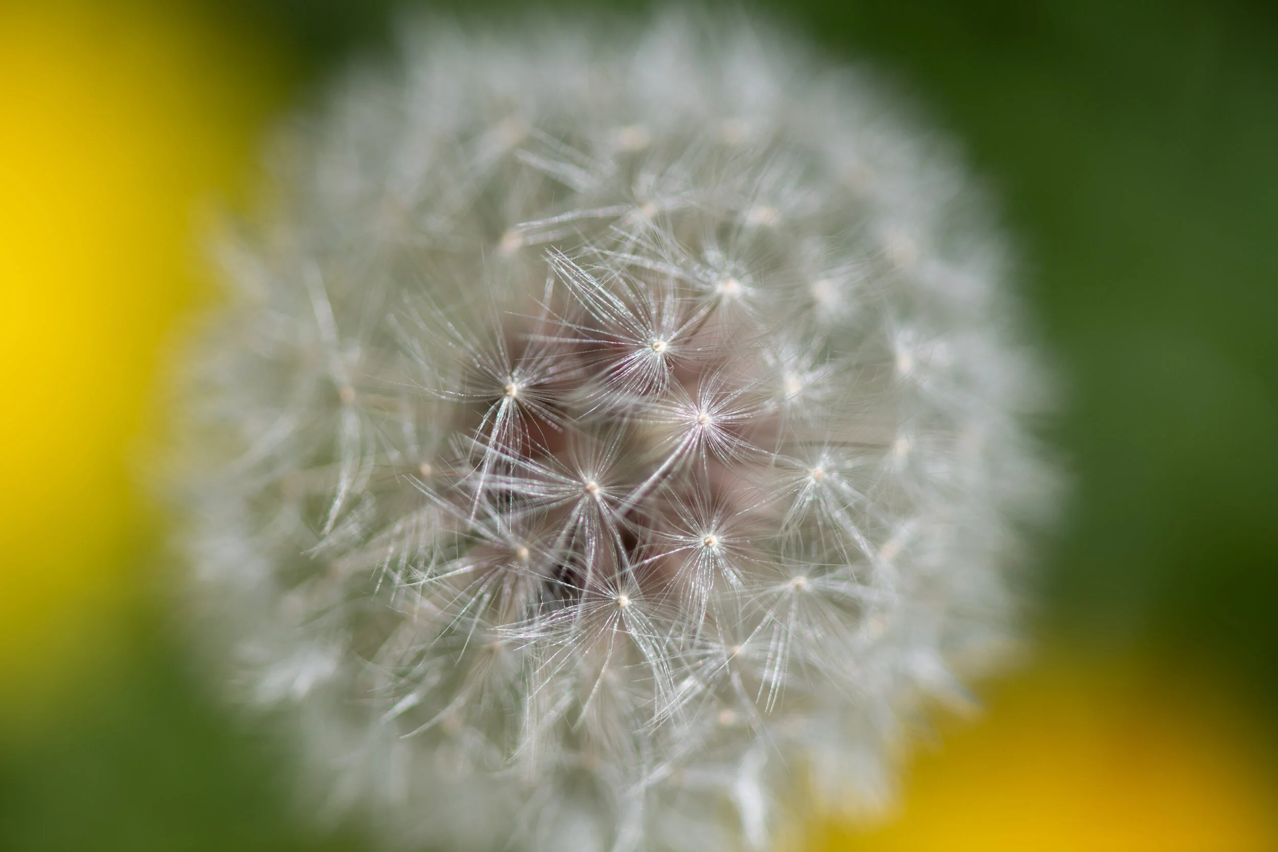 _NTP3434-Macro photography-SquareSpace.jpg