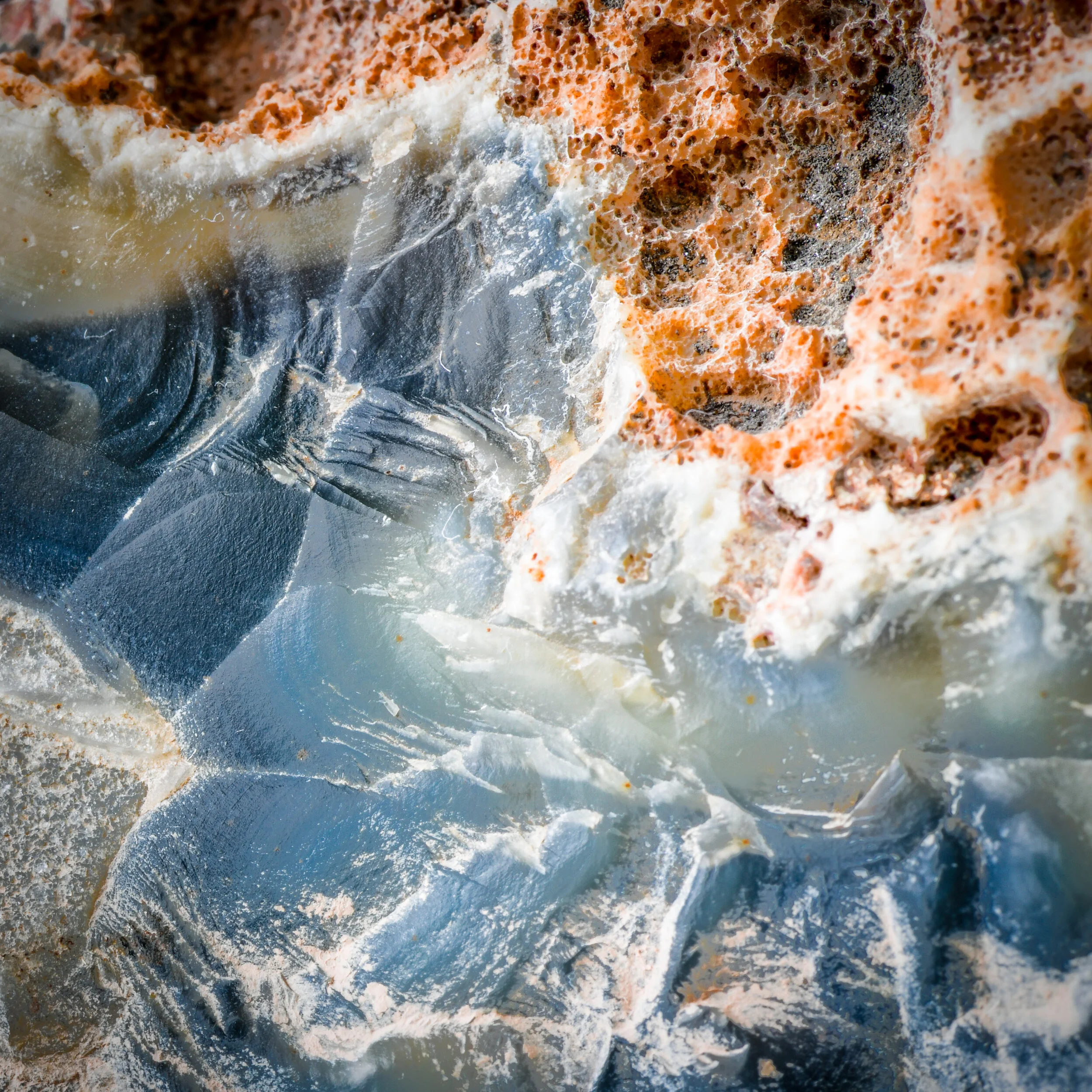 _NTP4711-HDR-Macro photography-SquareSpace.jpg