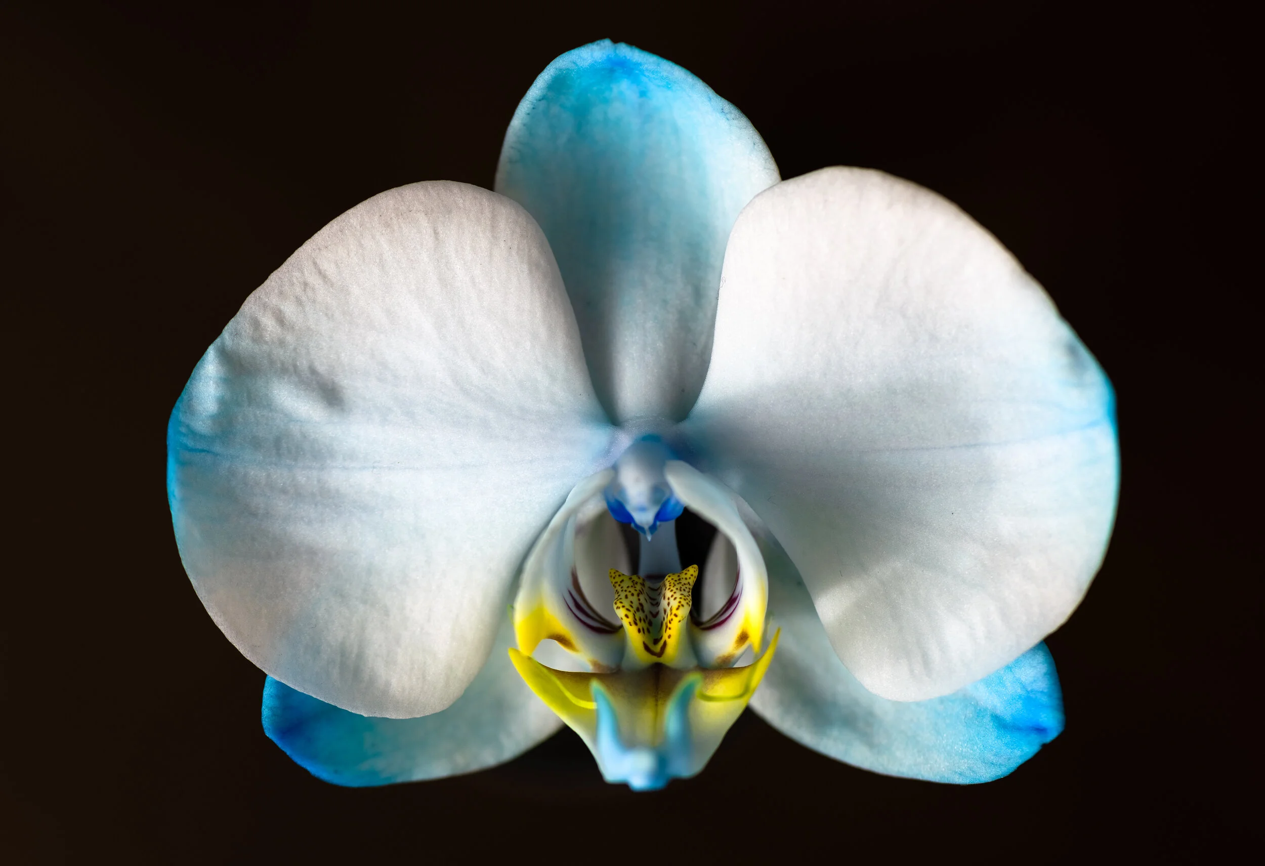 NTP_0782-Macro photography-SquareSpace.jpg