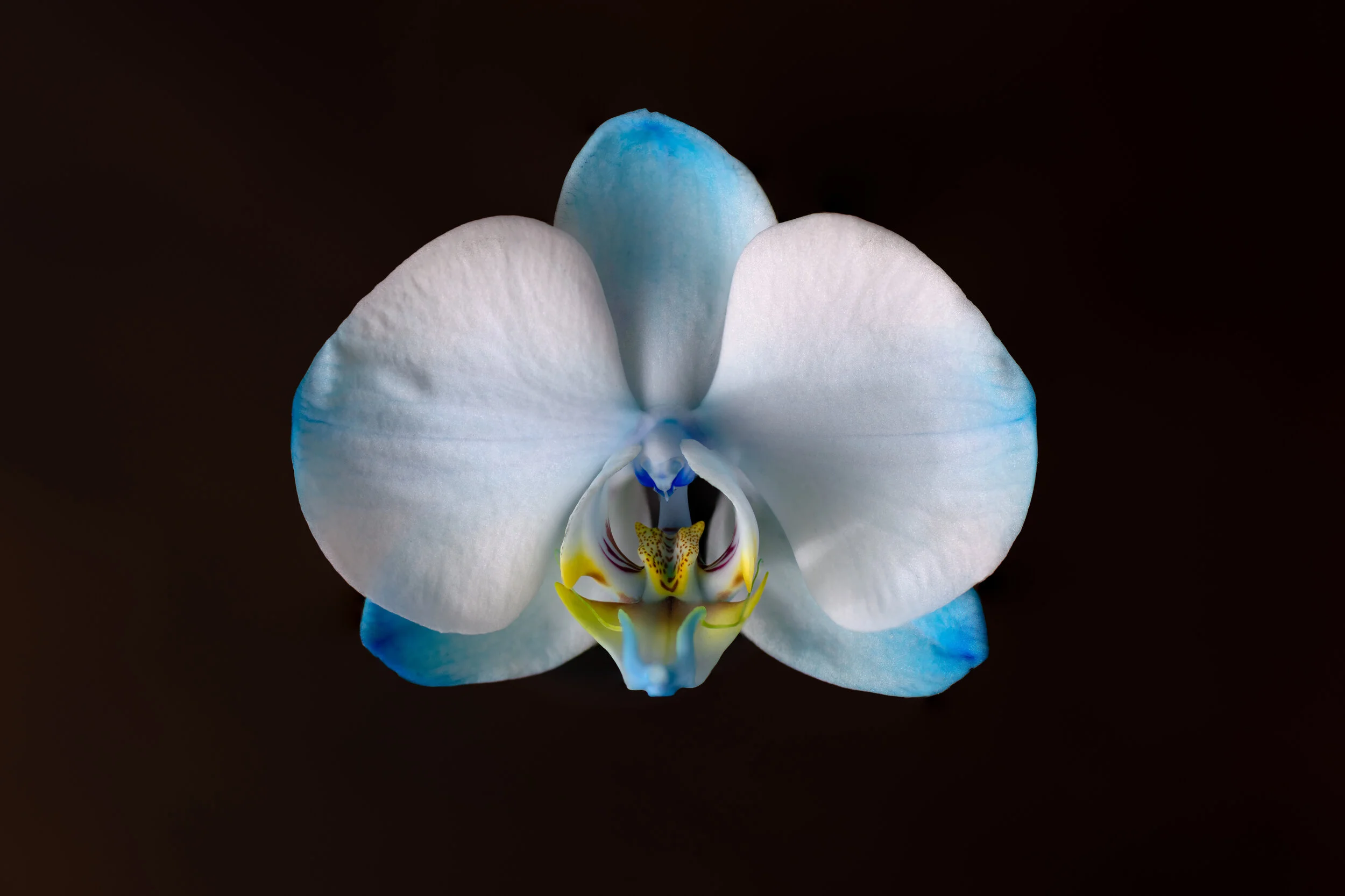 NTP_0784-Edit-Macro photography-SquareSpace.jpg