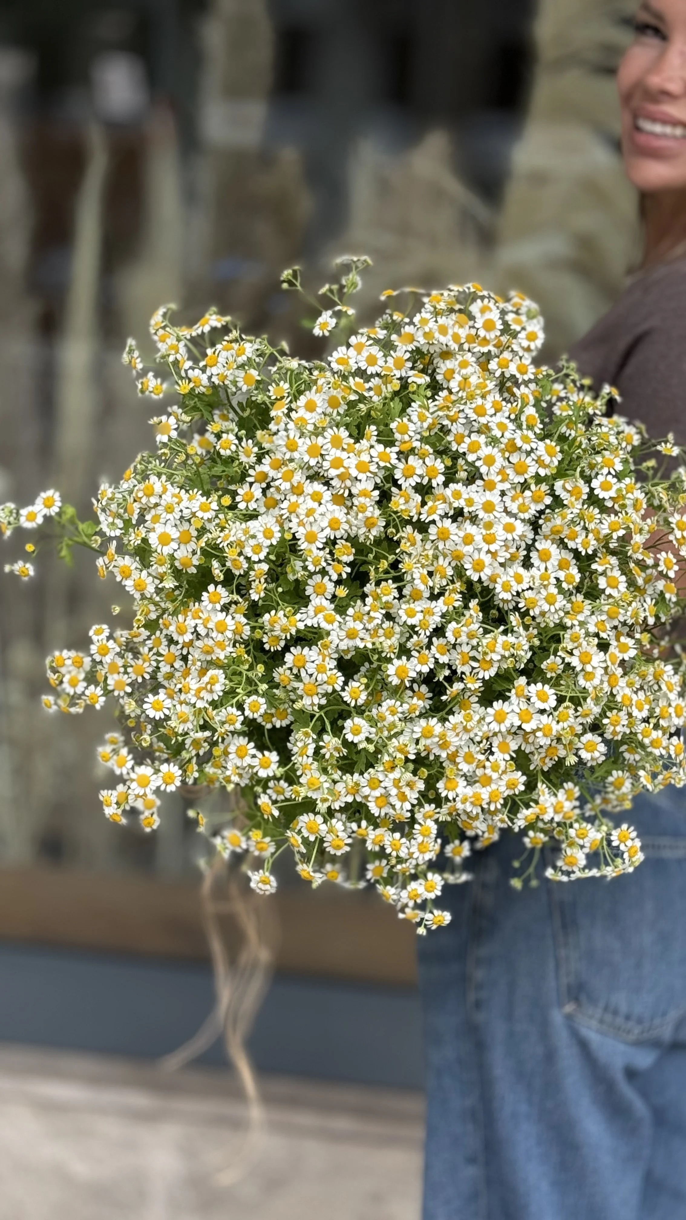 Ramo de Tanacetum - Manzanilla