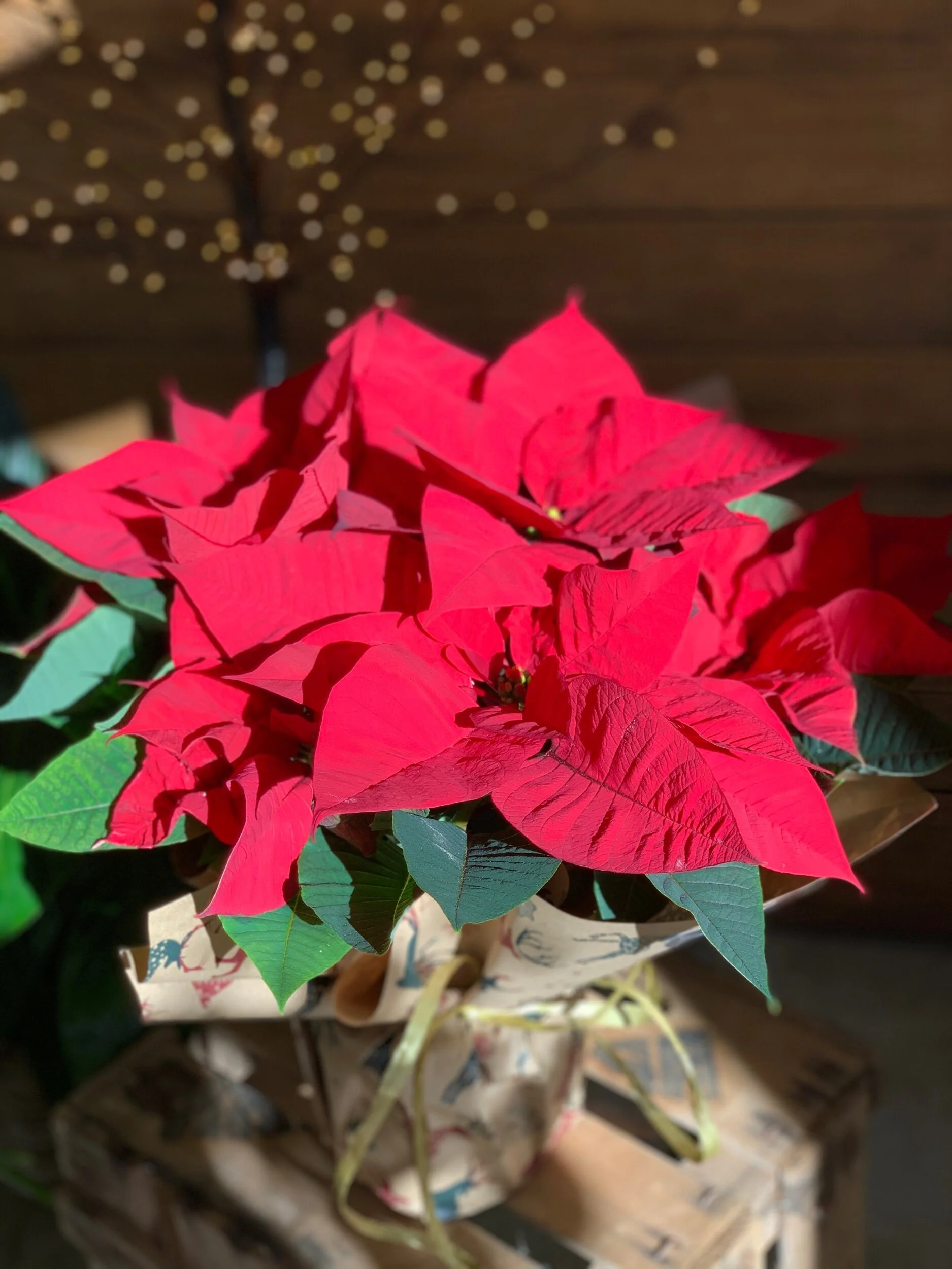 1B4364CF-3A42-4E77-AACC-3F96104993C4