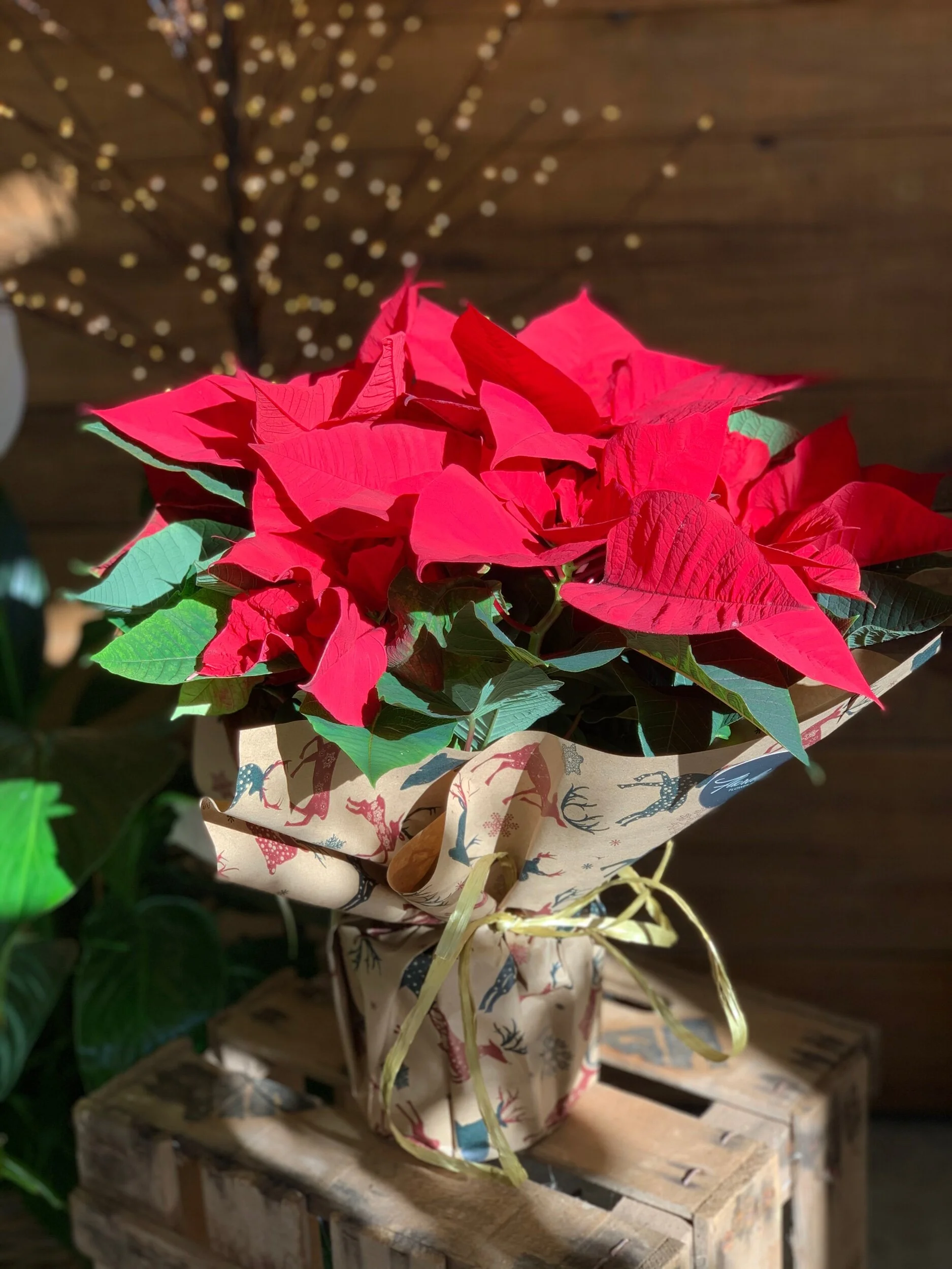 7E5D7136-ECDB-4314-984E-D307B2F9A3EC