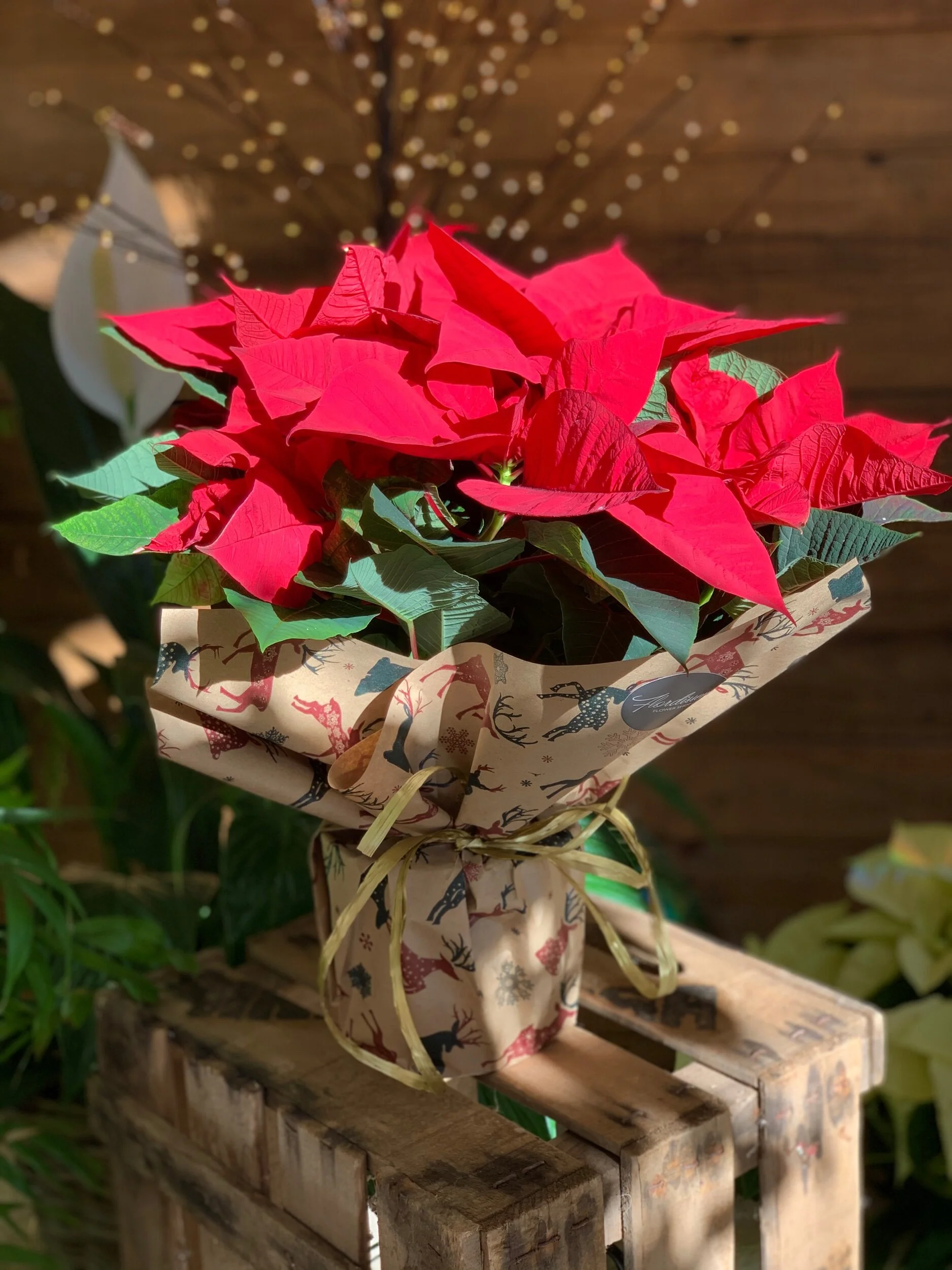 23BFCF8F-2928-422D-9472-DDD28B6DB9ED