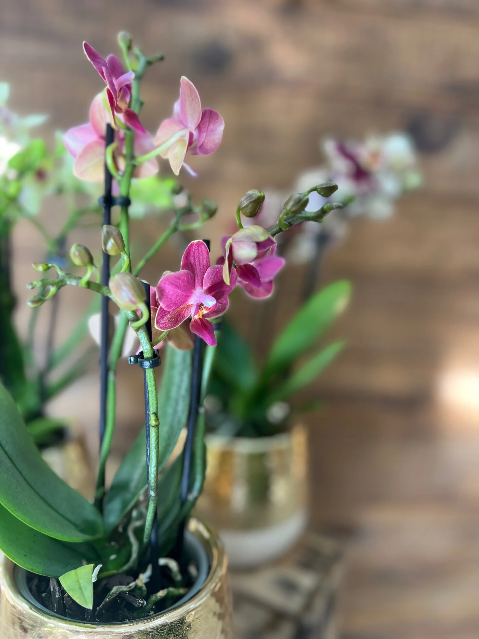 6C193BA2-83E7-407A-AAF6-08A484EFF415