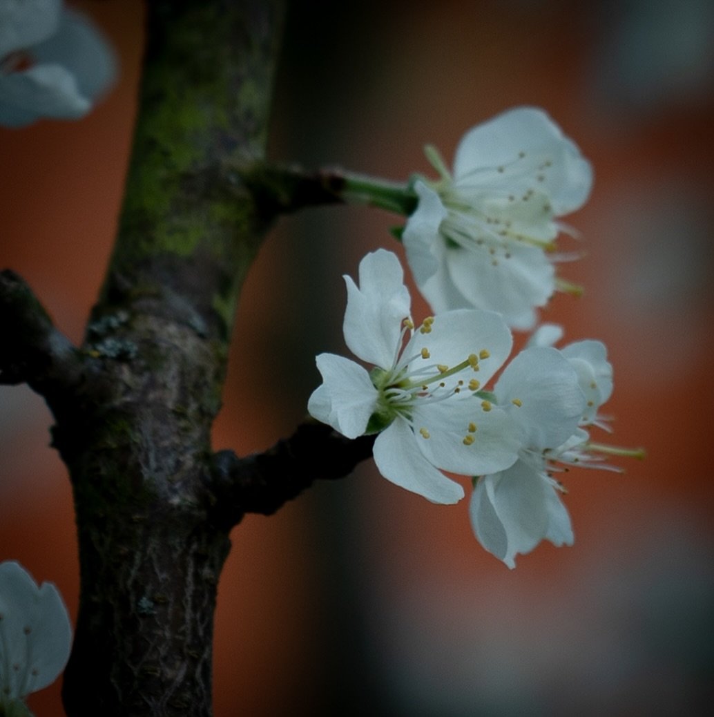 Dreaming of fresh juicy plums… #victoriaplum #friuttrees #springblossoms #spring #springgarden #floraltherapy #nicheflorist #lynnseykellyphotography